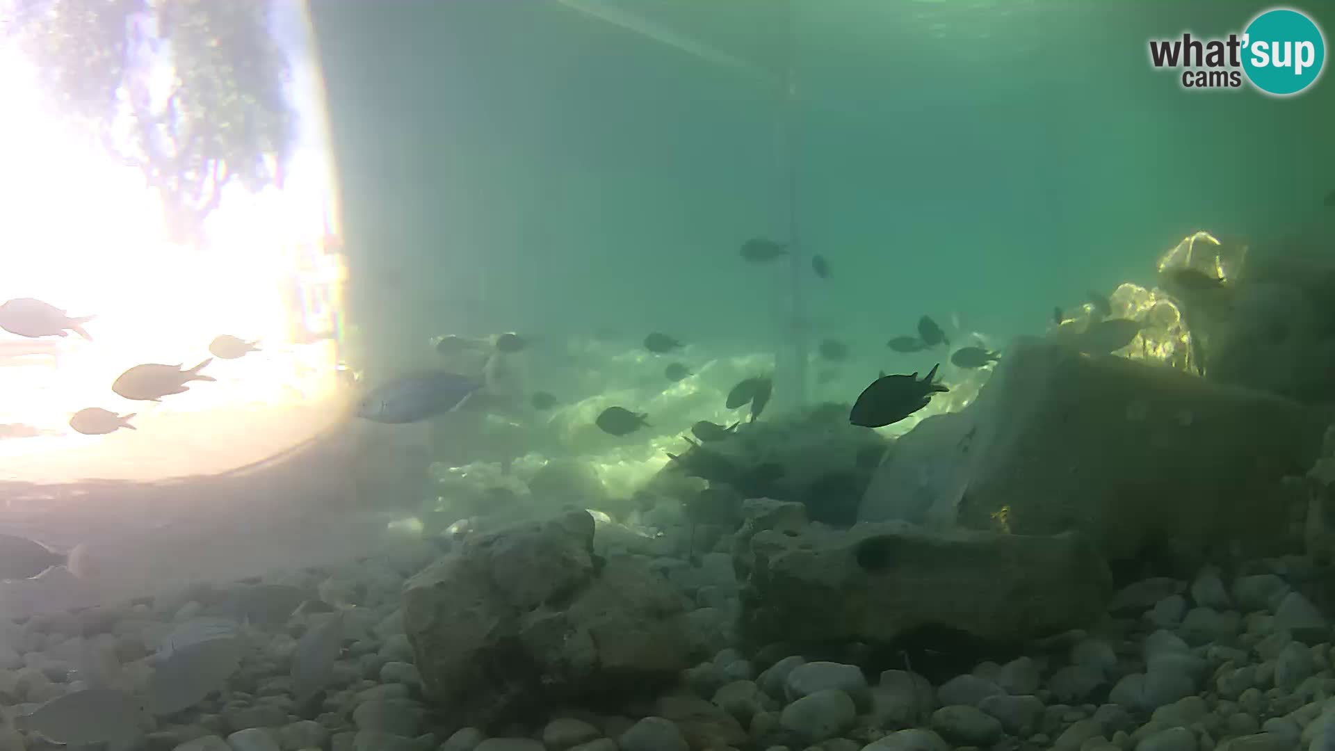 Webcam de l’aquarium marin extérieur de Rogoznica Croatie