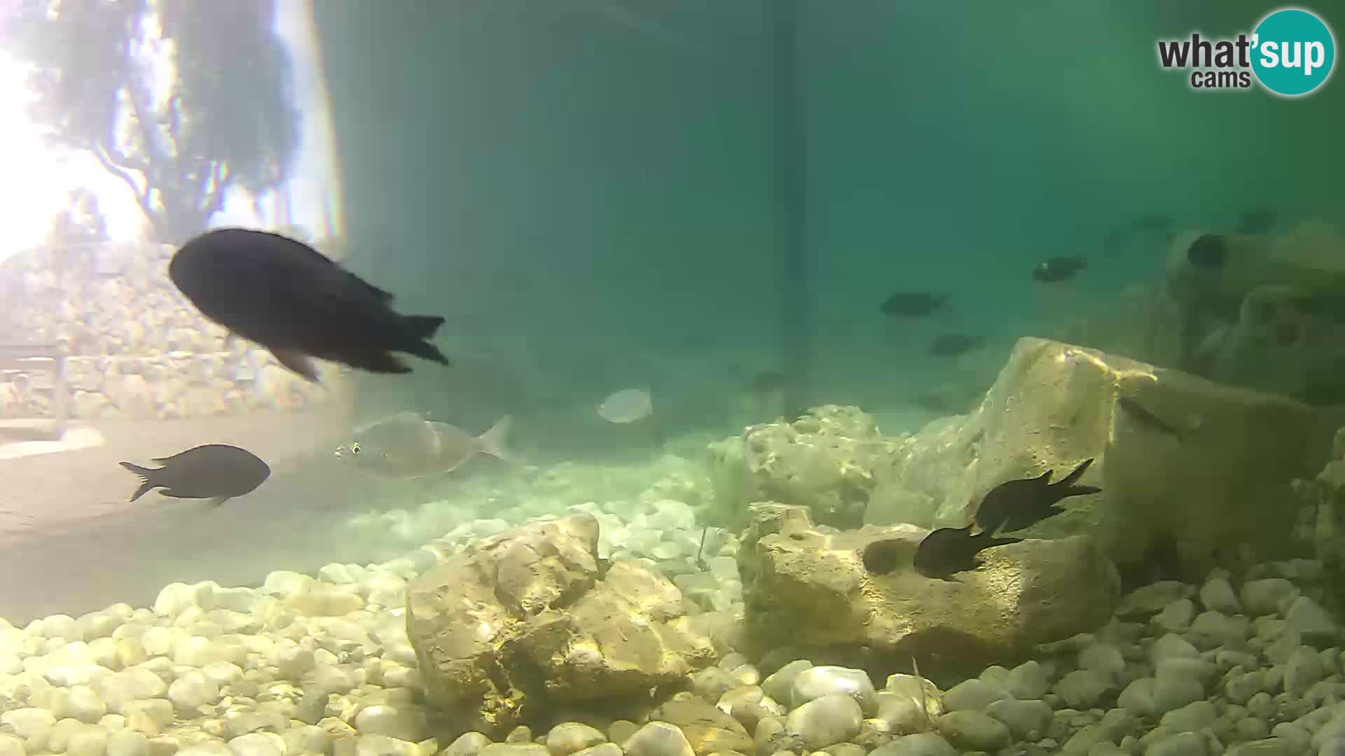 Acuario marino al aire libre Rogoznica webcam Croacia