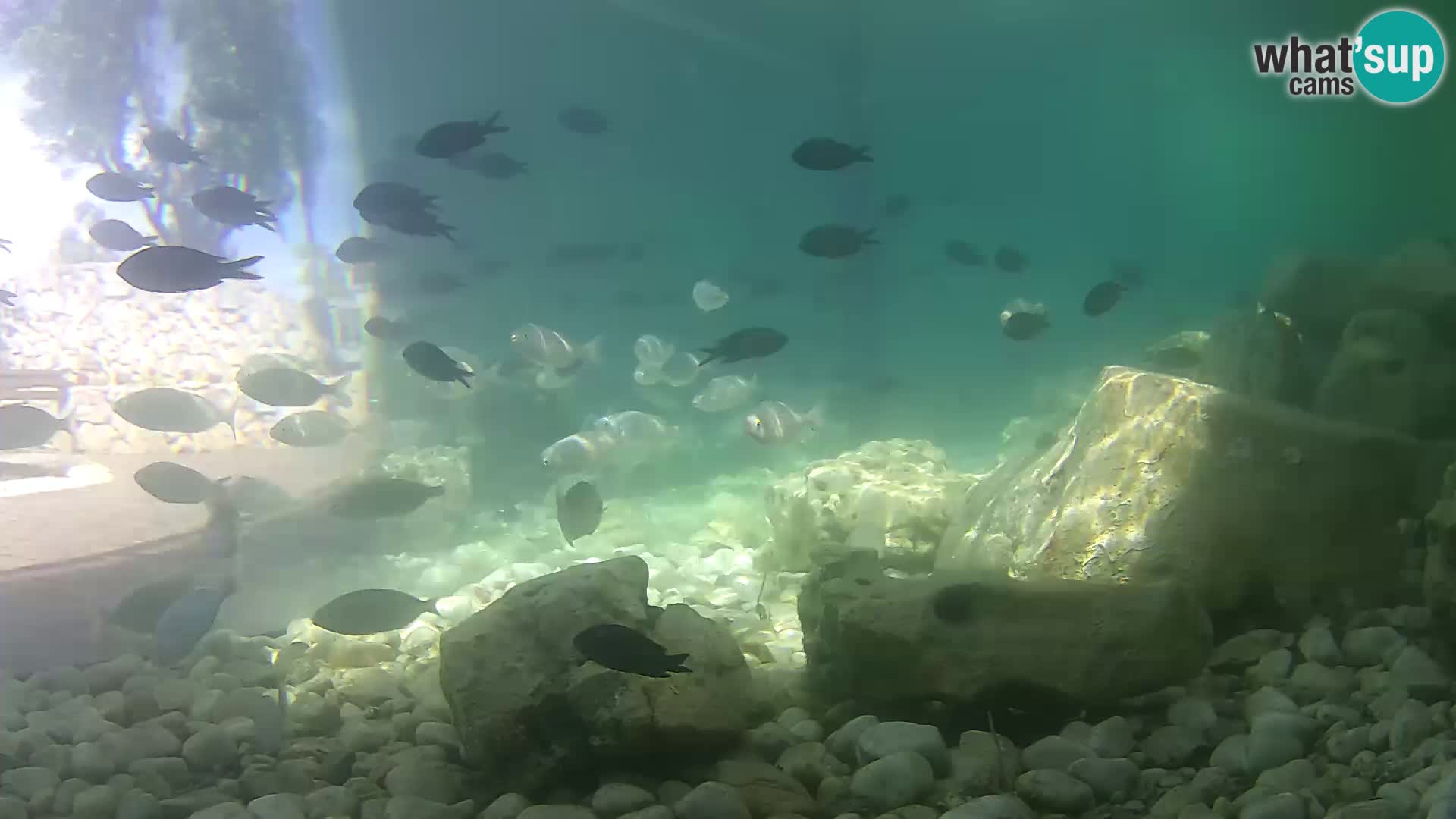 Acuario marino al aire libre Rogoznica webcam Croacia