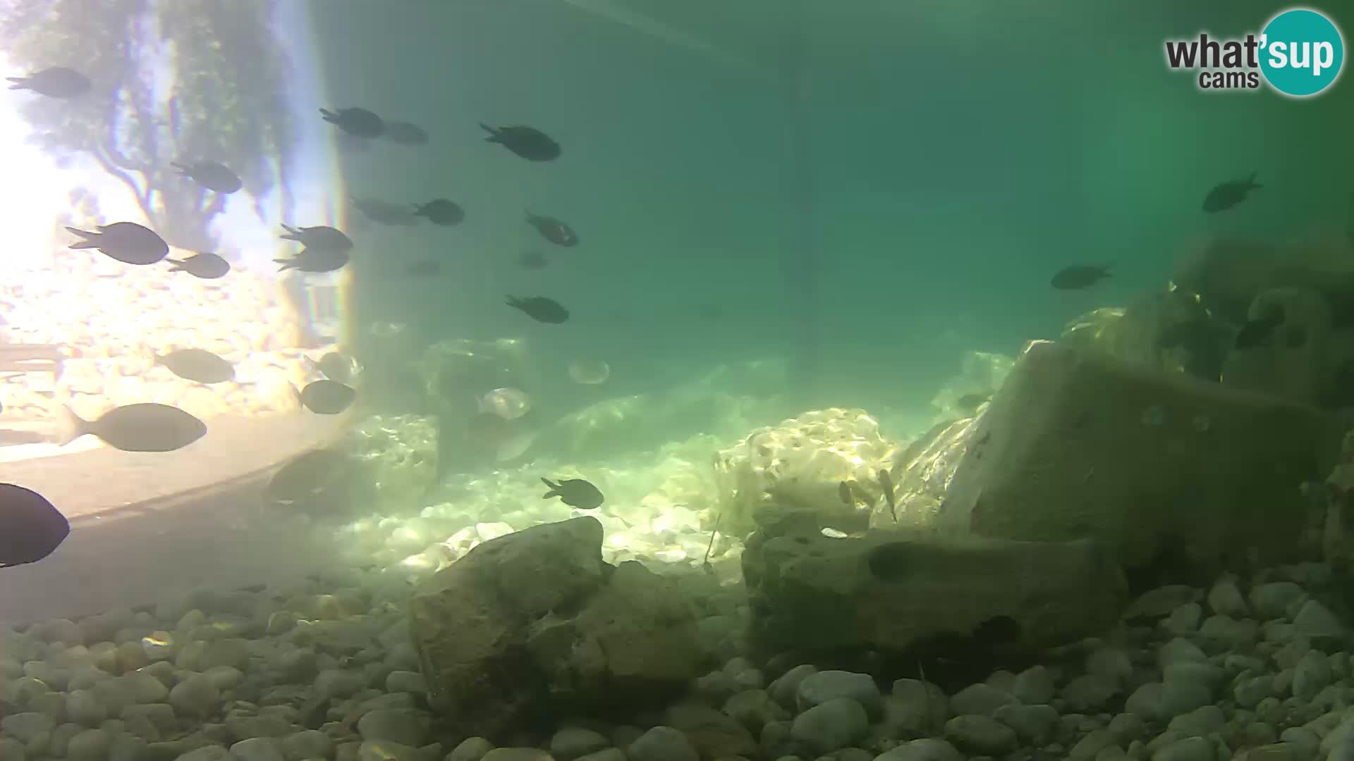 Marine Aquarium im Freien Rogoznica webcam Kroatien