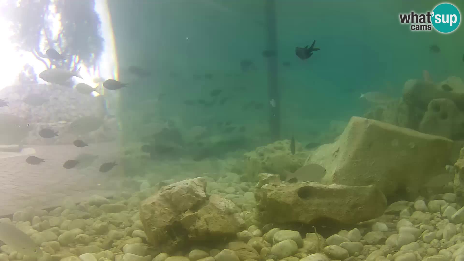 Outdoor Marine Aquarium Rogoznica webcam Croatia
