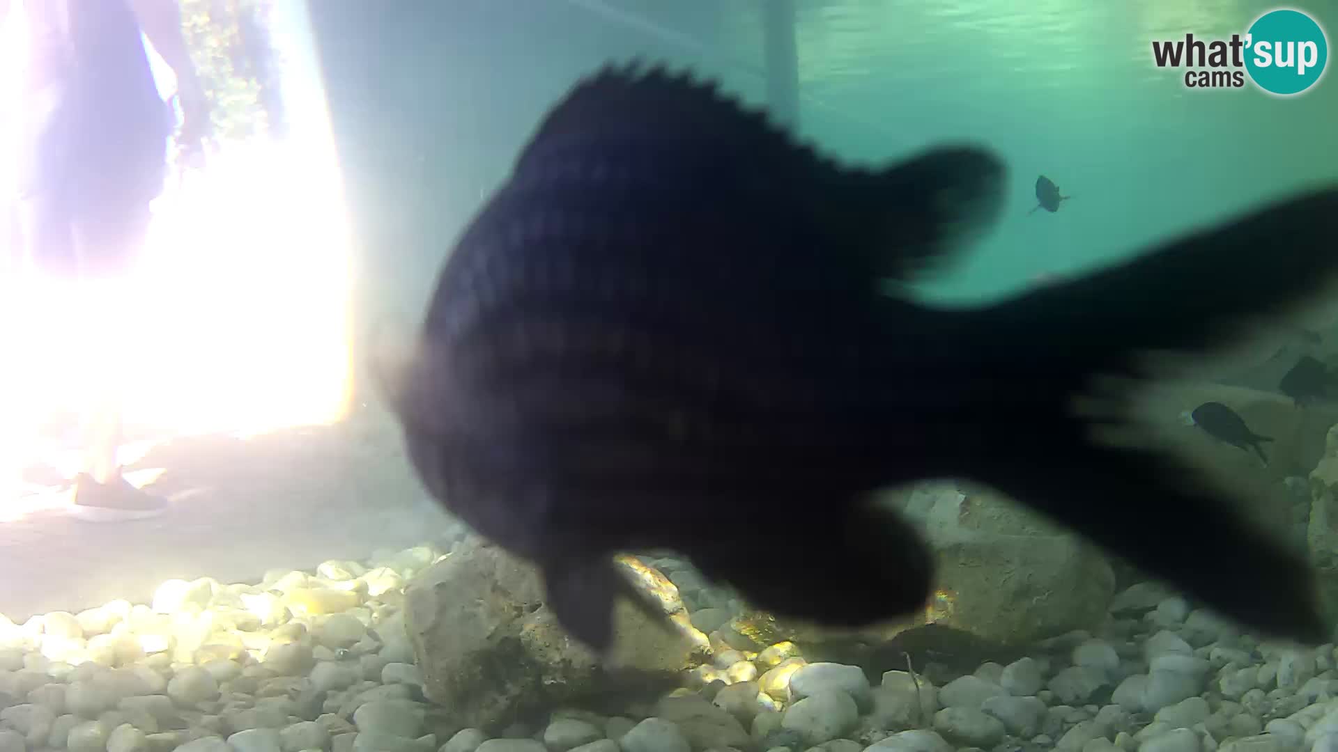 Aquario marino esterno –  Rogoznica livecam Croazia