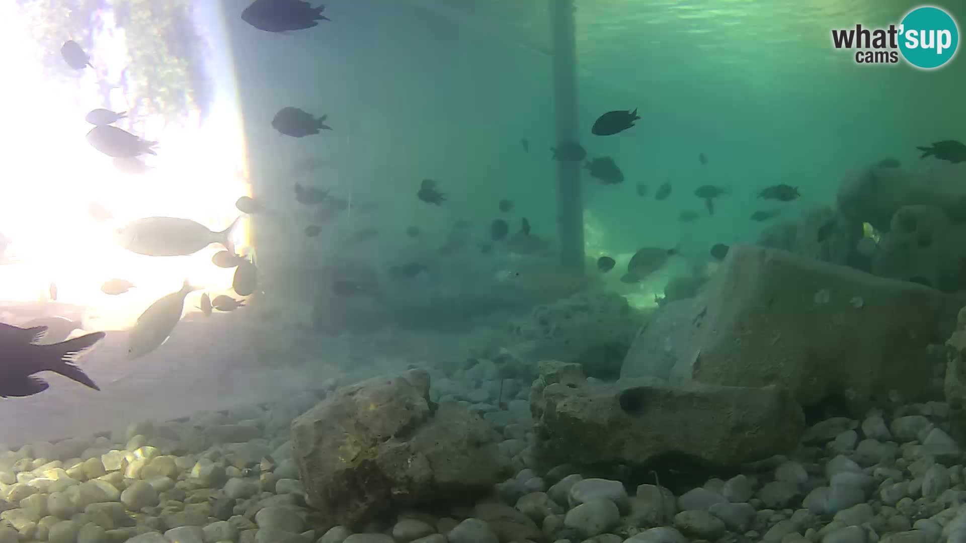 Outdoor Marine Aquarium Rogoznica webcam Croatia