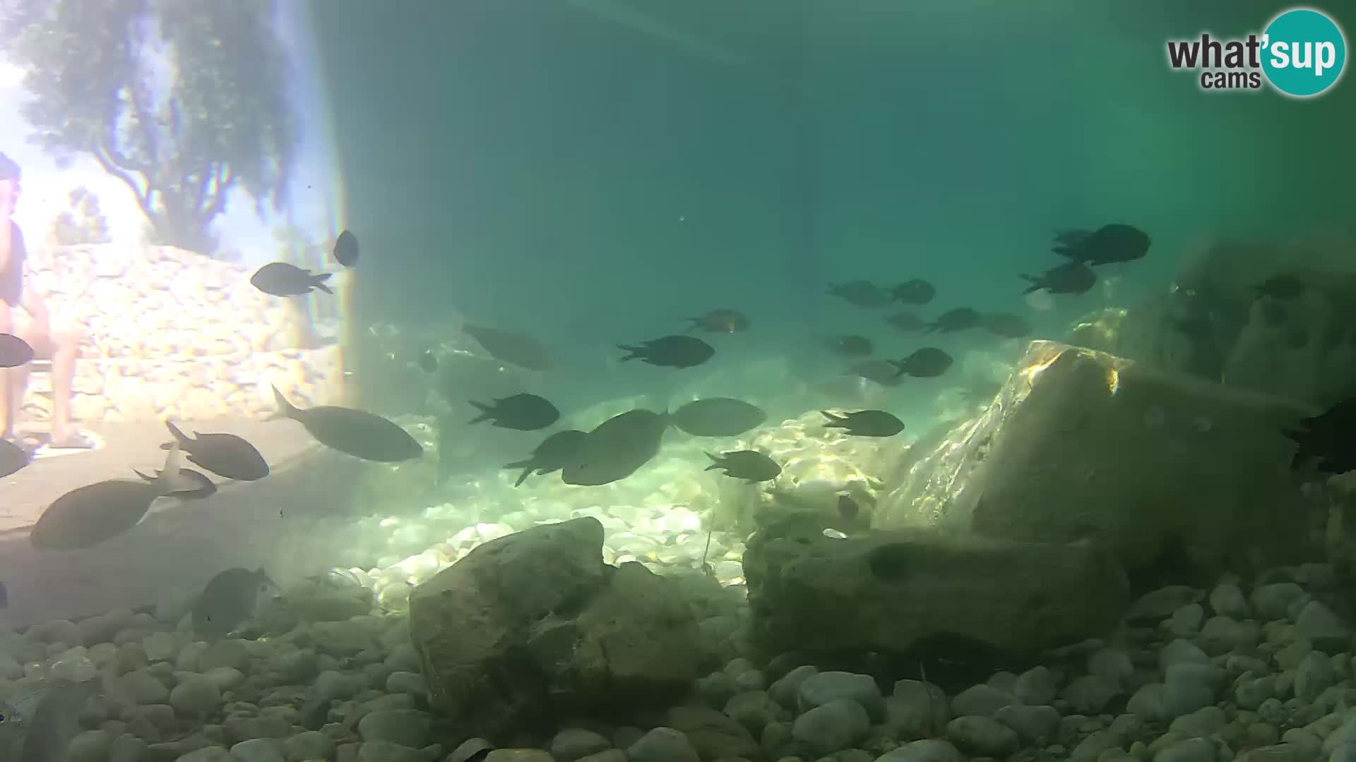 Aquario marino esterno –  Rogoznica livecam Croazia