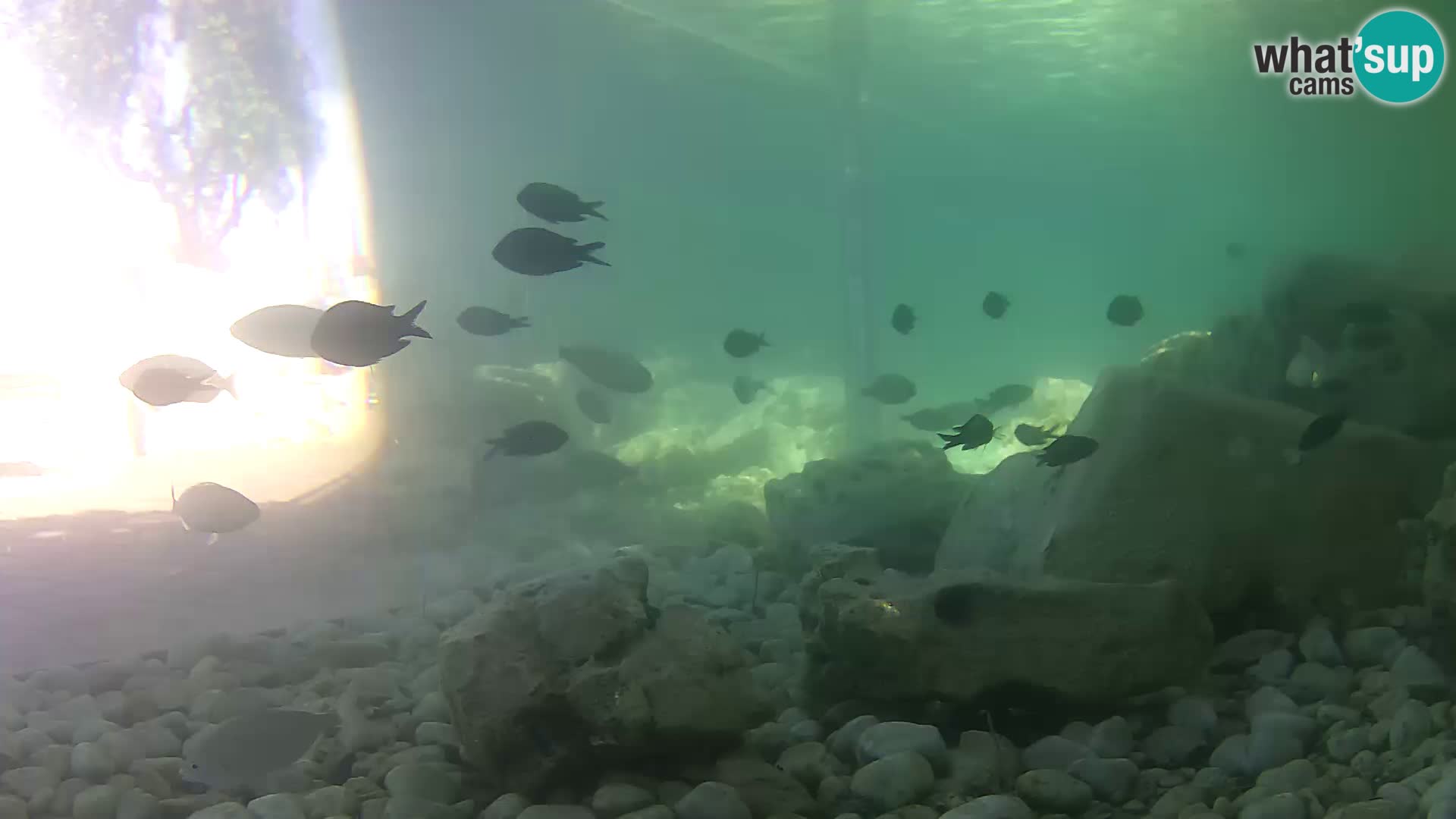 Aquario marino esterno –  Rogoznica livecam Croazia