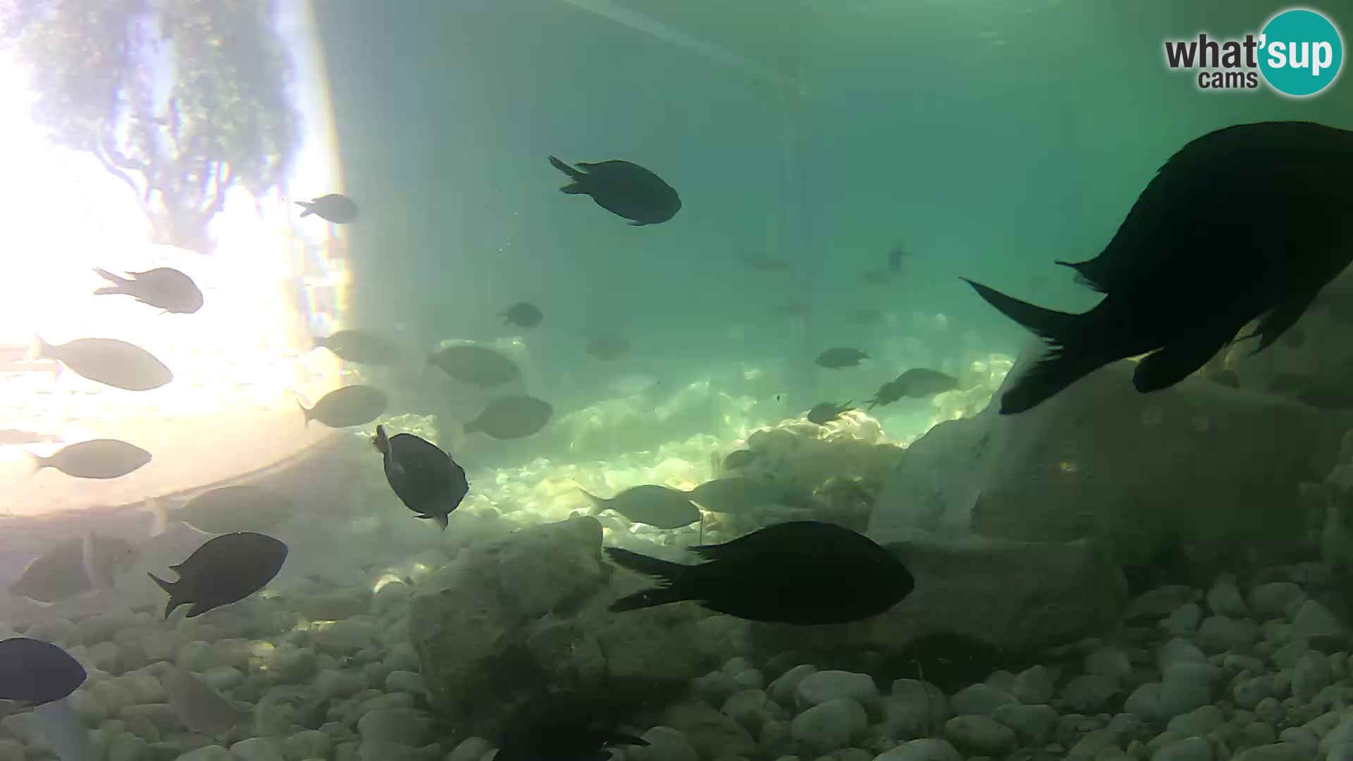 Outdoor Marine Aquarium Rogoznica webcam Croatia