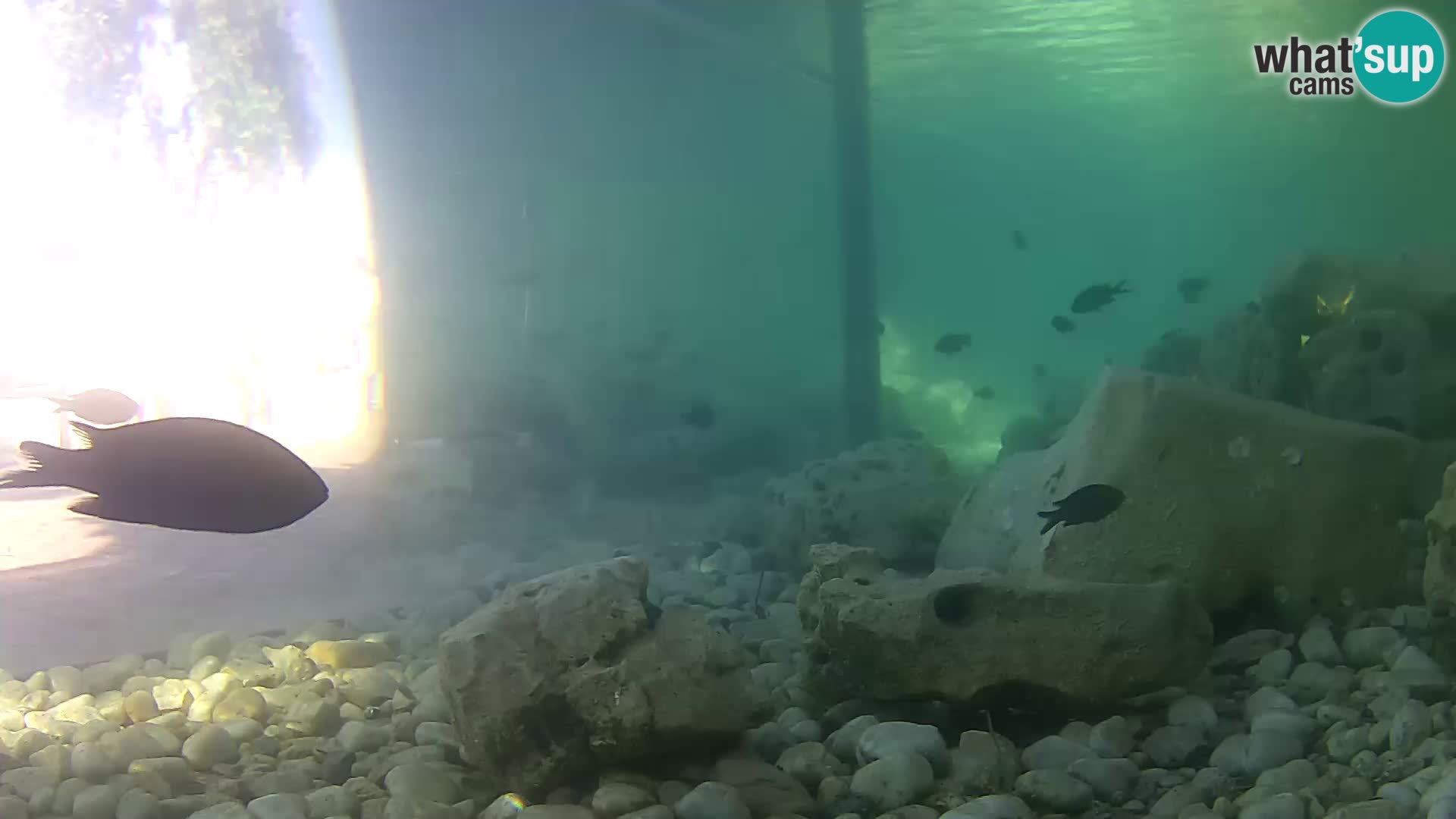 Marine Aquarium im Freien Rogoznica webcam Kroatien