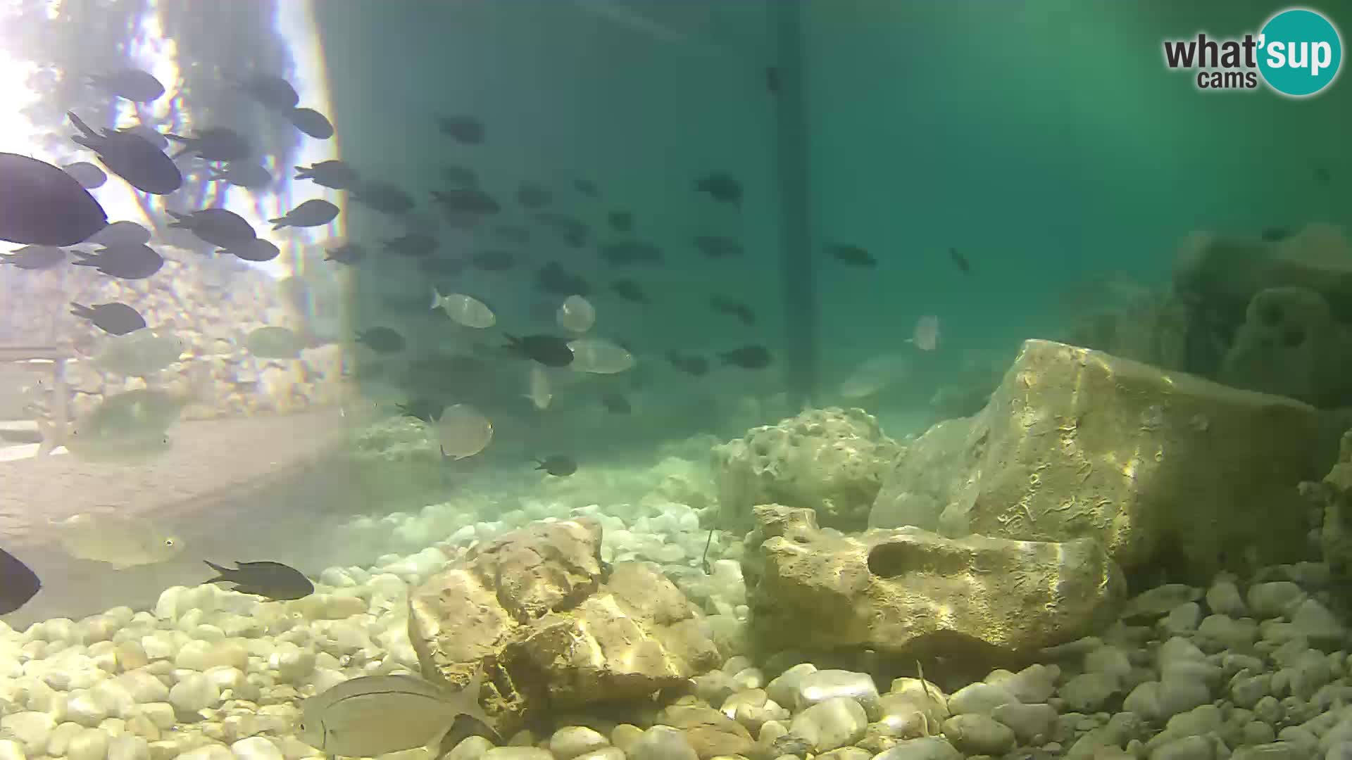 Outdoor Marine Aquarium Rogoznica webcam Croatia