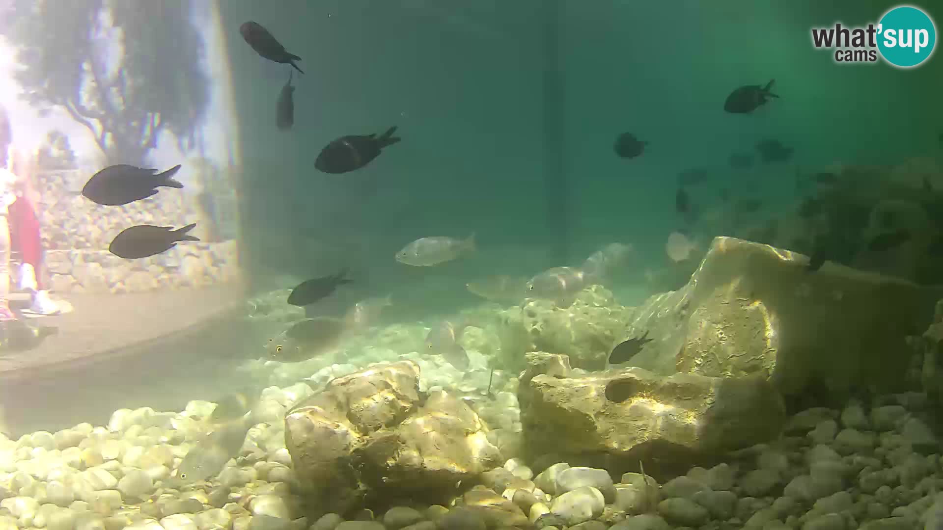 Zunanji morski akvarij Rogoznica spletna kamera Hrvaška