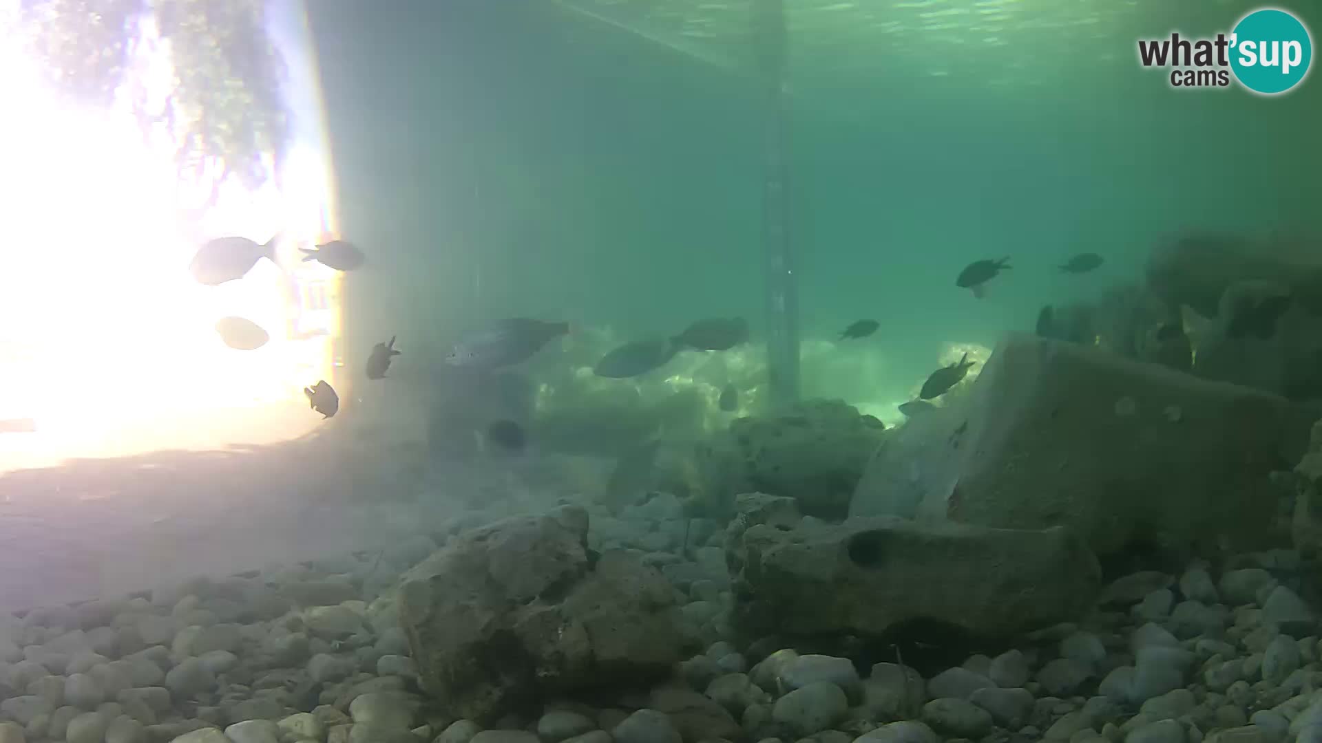 Outdoor Marine Aquarium Rogoznica webcam Croatia