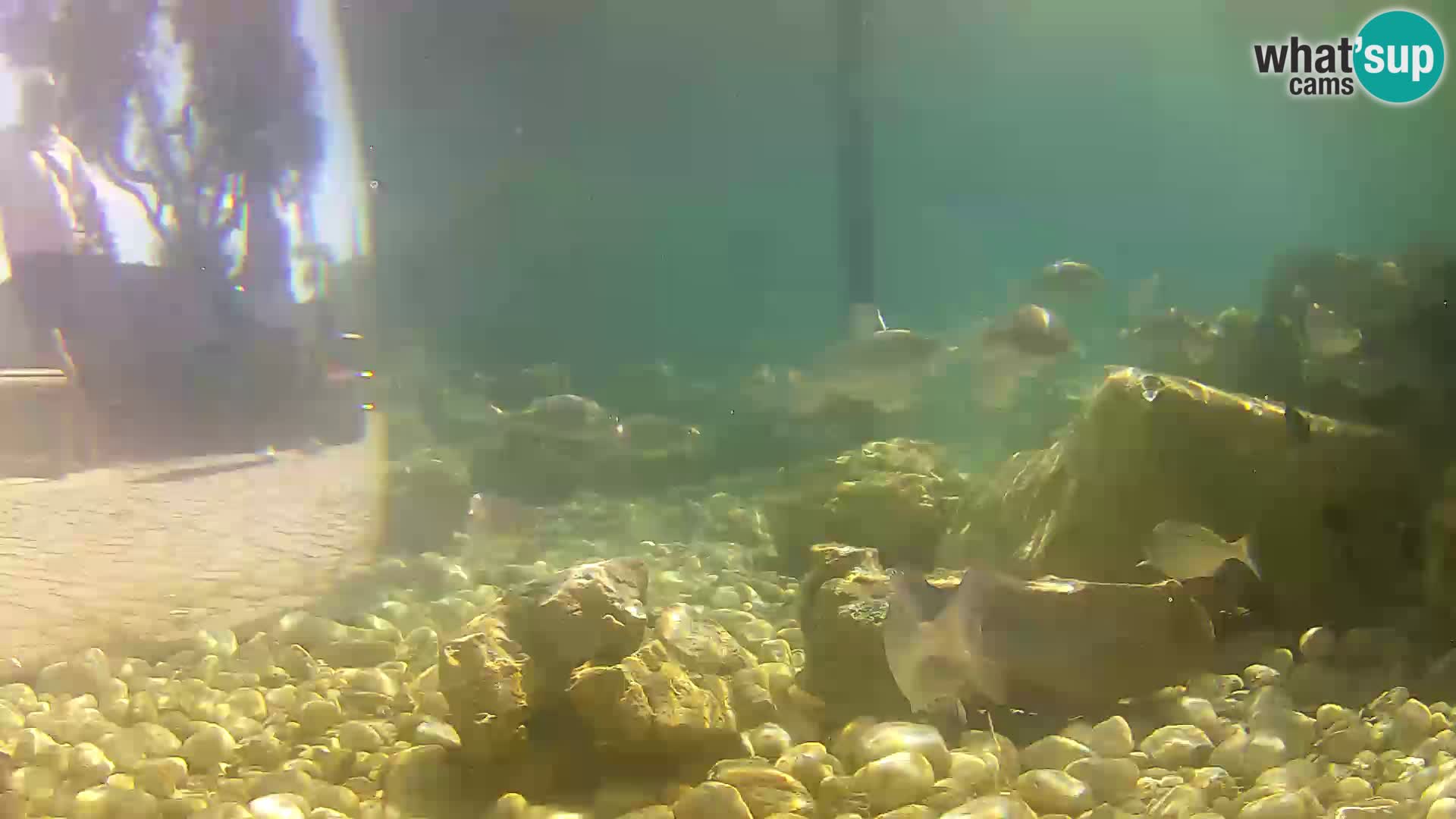 Outdoor Marine Aquarium Rogoznica webcam Croatia