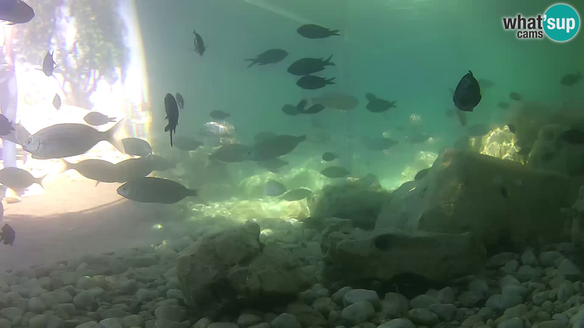 Acuario marino al aire libre Rogoznica webcam Croacia