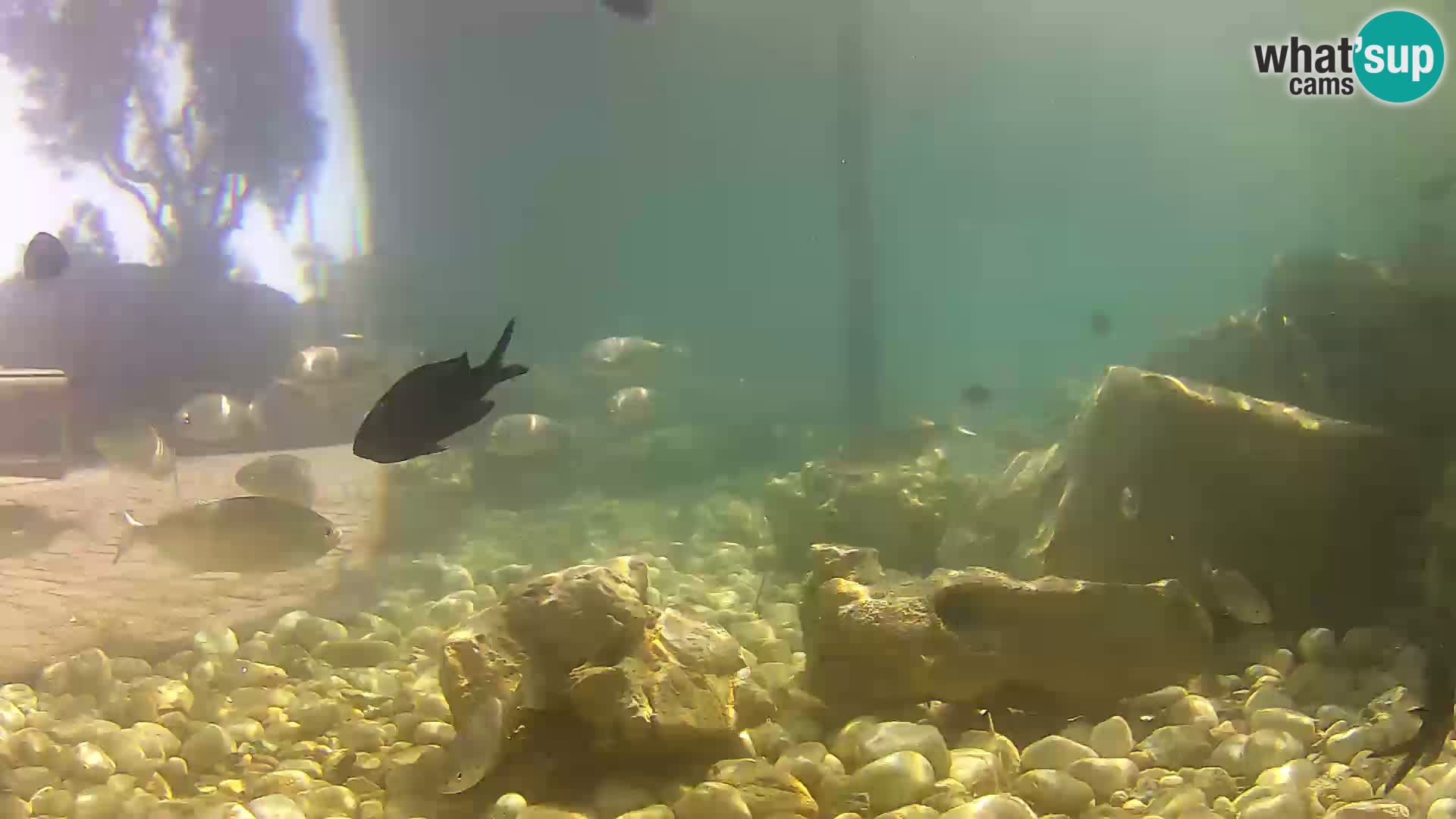 Aquario marino esterno –  Rogoznica livecam Croazia