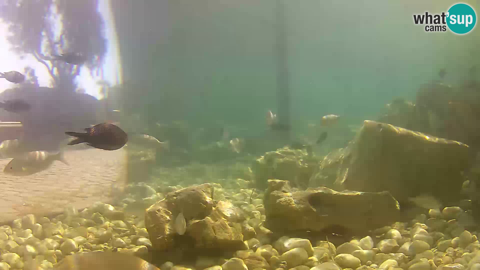 Outdoor Marine Aquarium Rogoznica webcam Croatia