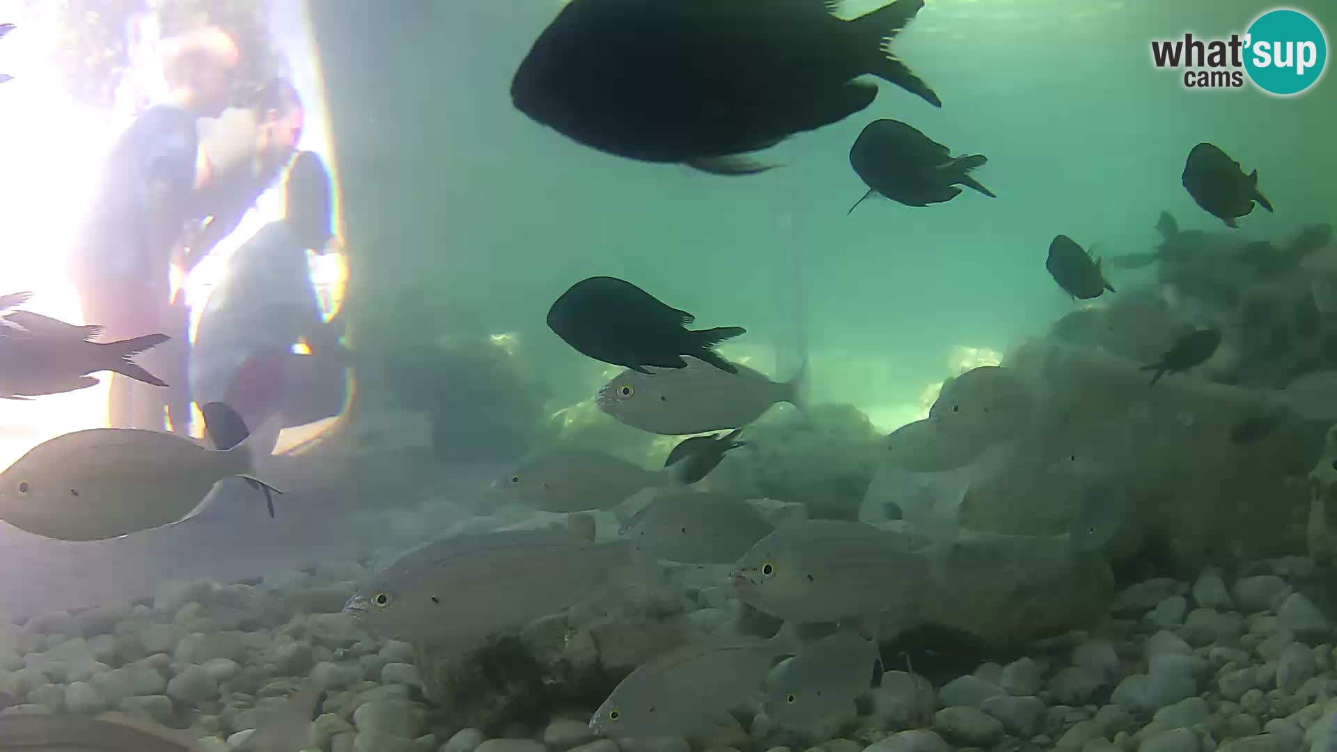 Outdoor Marine Aquarium Rogoznica webcam Croatia