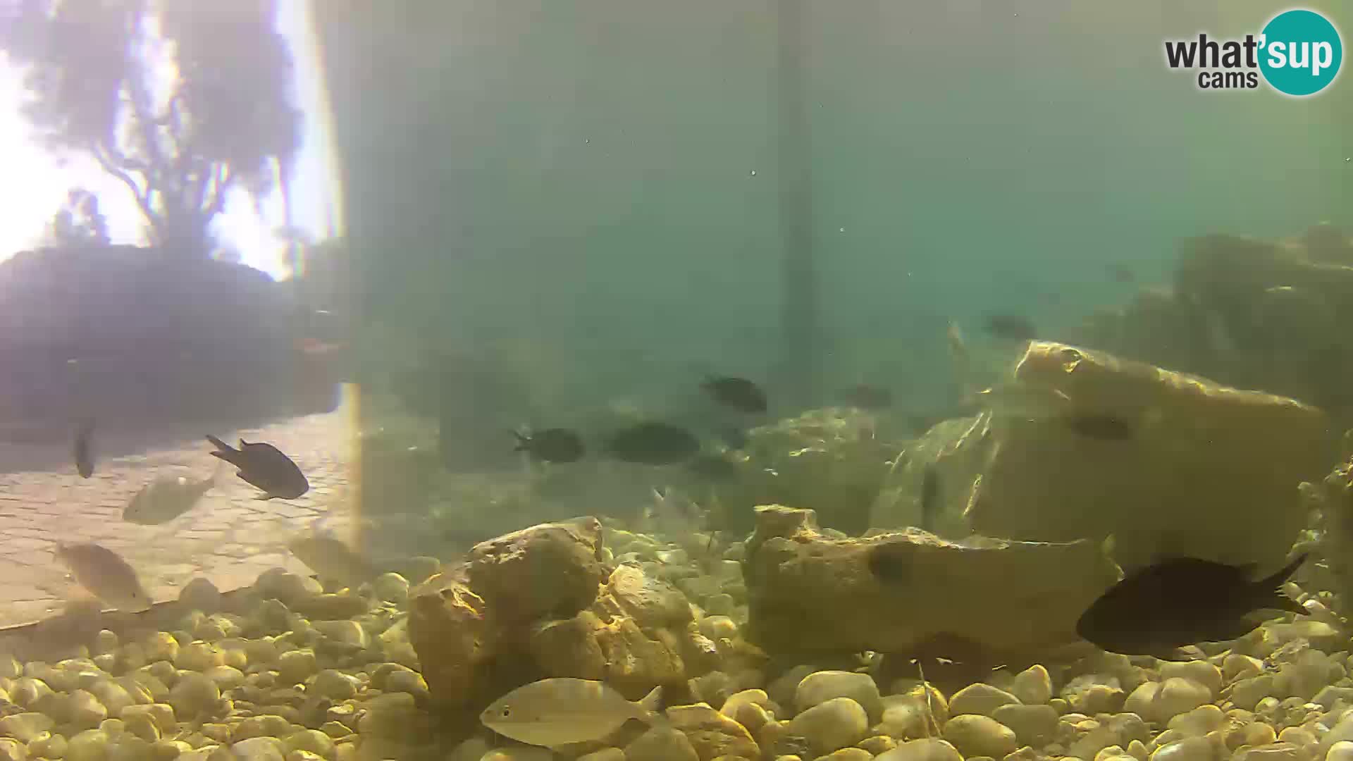 Outdoor Marine Aquarium Rogoznica webcam Croatia