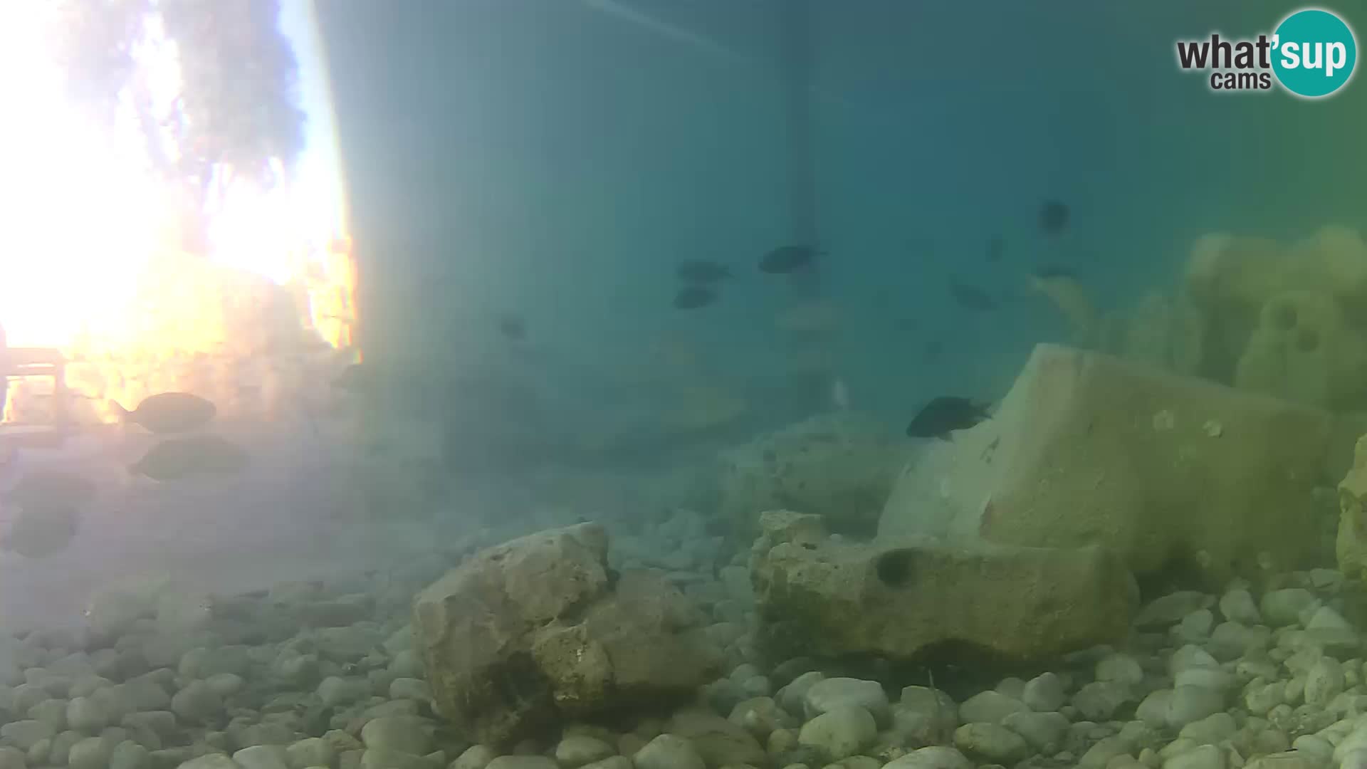 Acuario marino al aire libre Rogoznica webcam Croacia