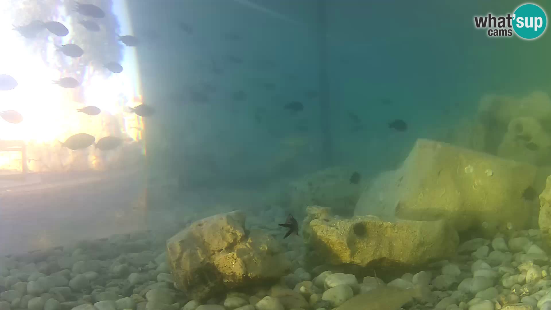 Zunanji morski akvarij Rogoznica spletna kamera Hrvaška
