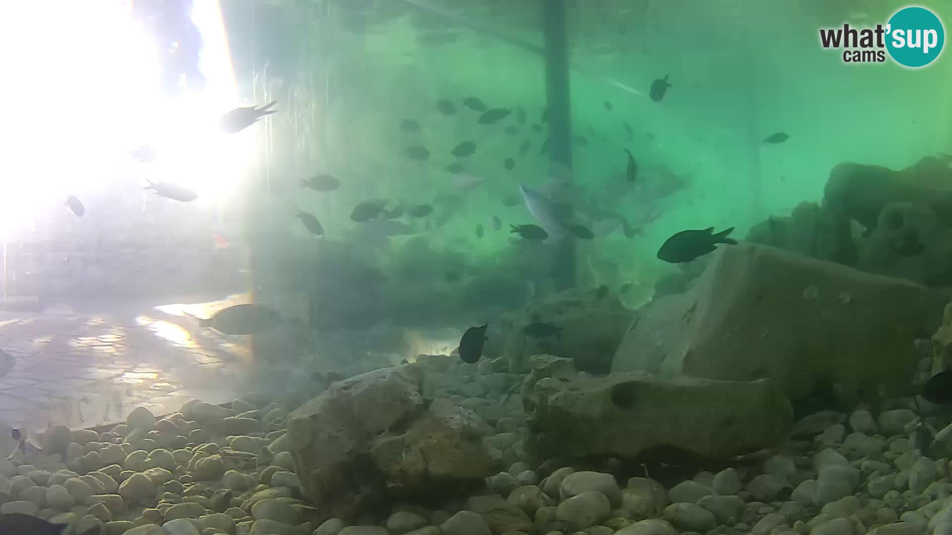 Outdoor Marine Aquarium Rogoznica webcam Croatia