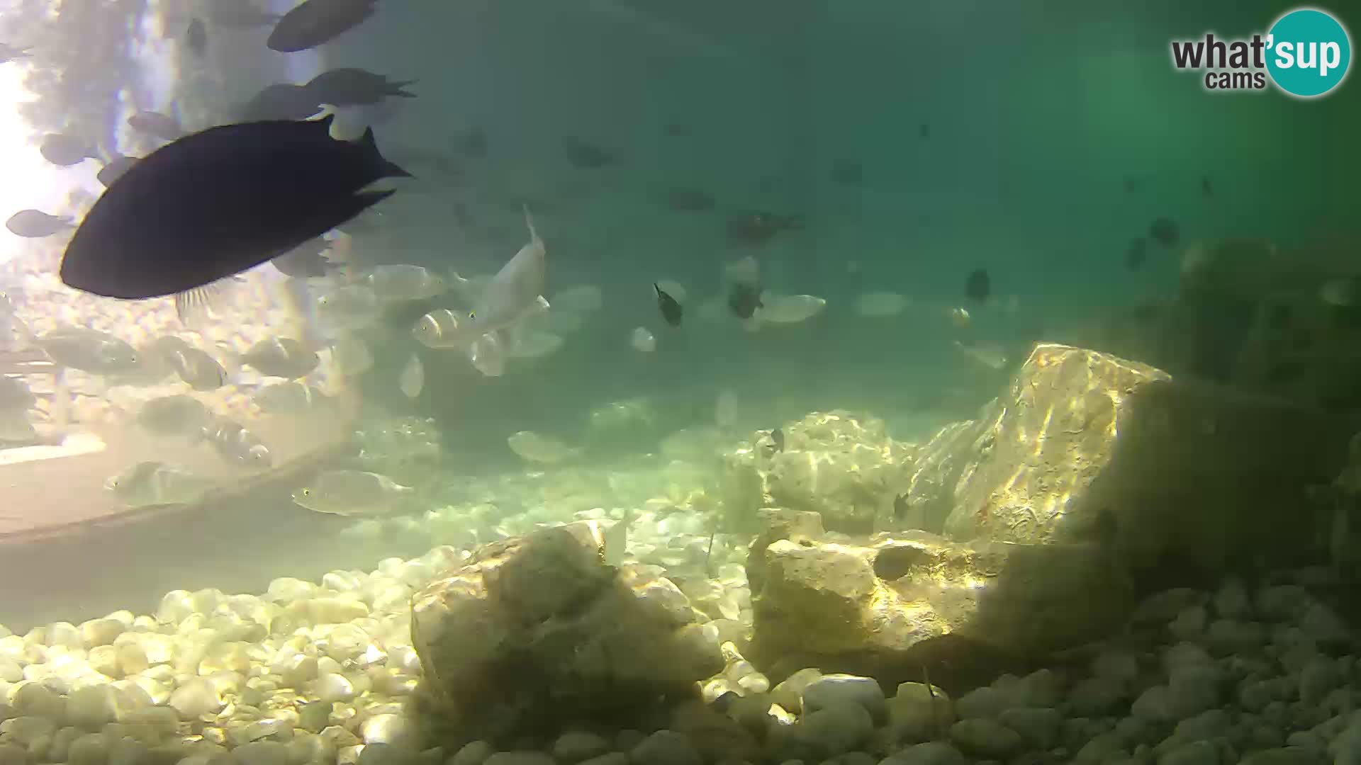 Aquario marino esterno –  Rogoznica livecam Croazia