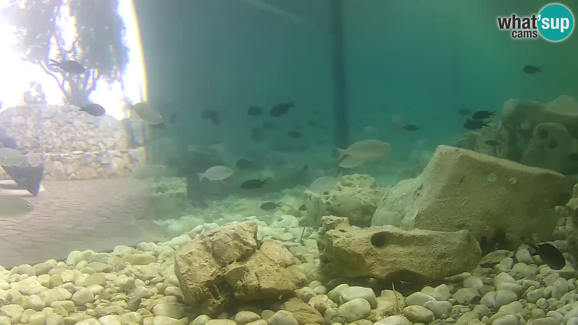 Outdoor Marine Aquarium Rogoznica webcam Croatia