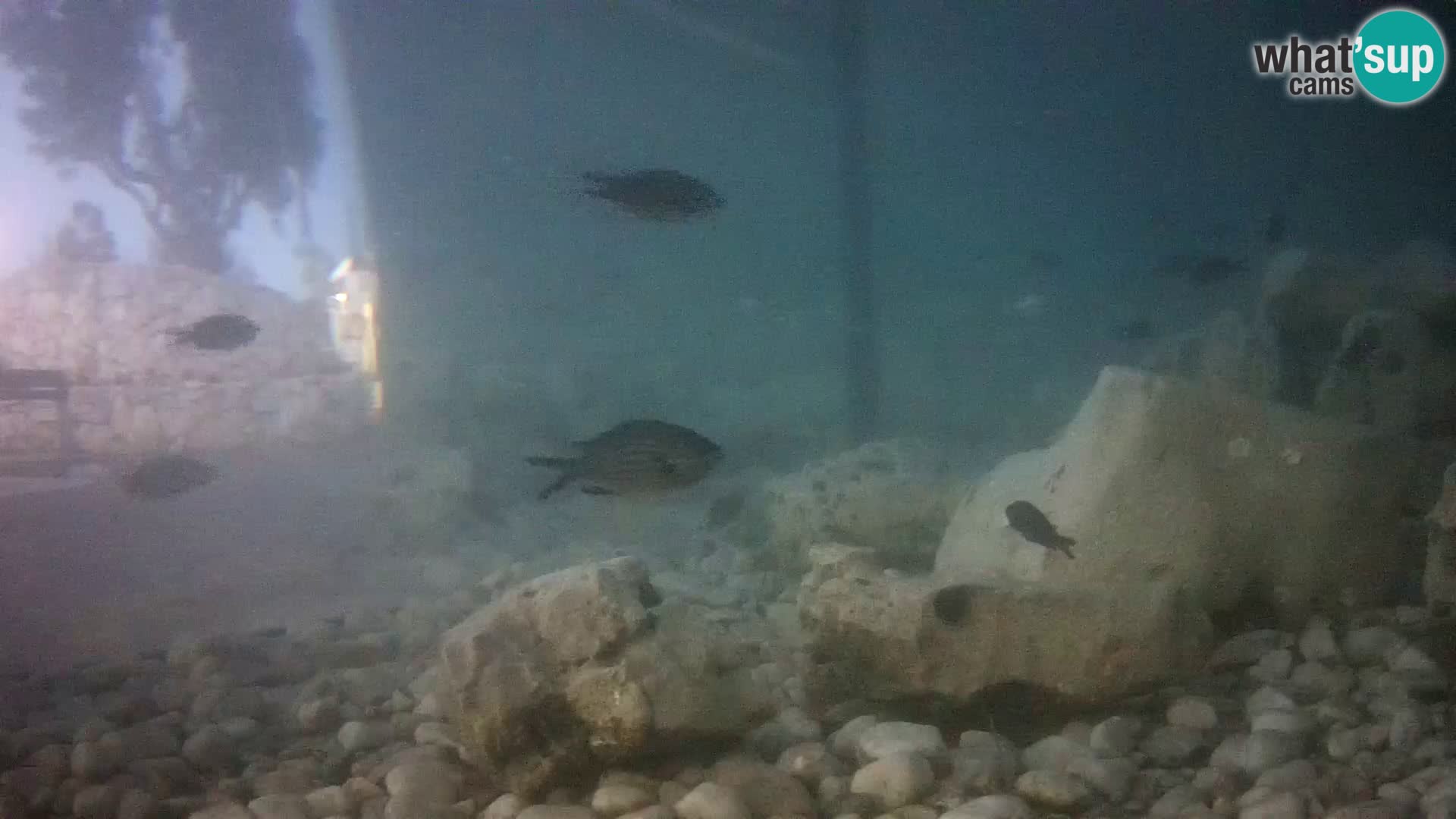 Aquario marino esterno –  Rogoznica livecam Croazia