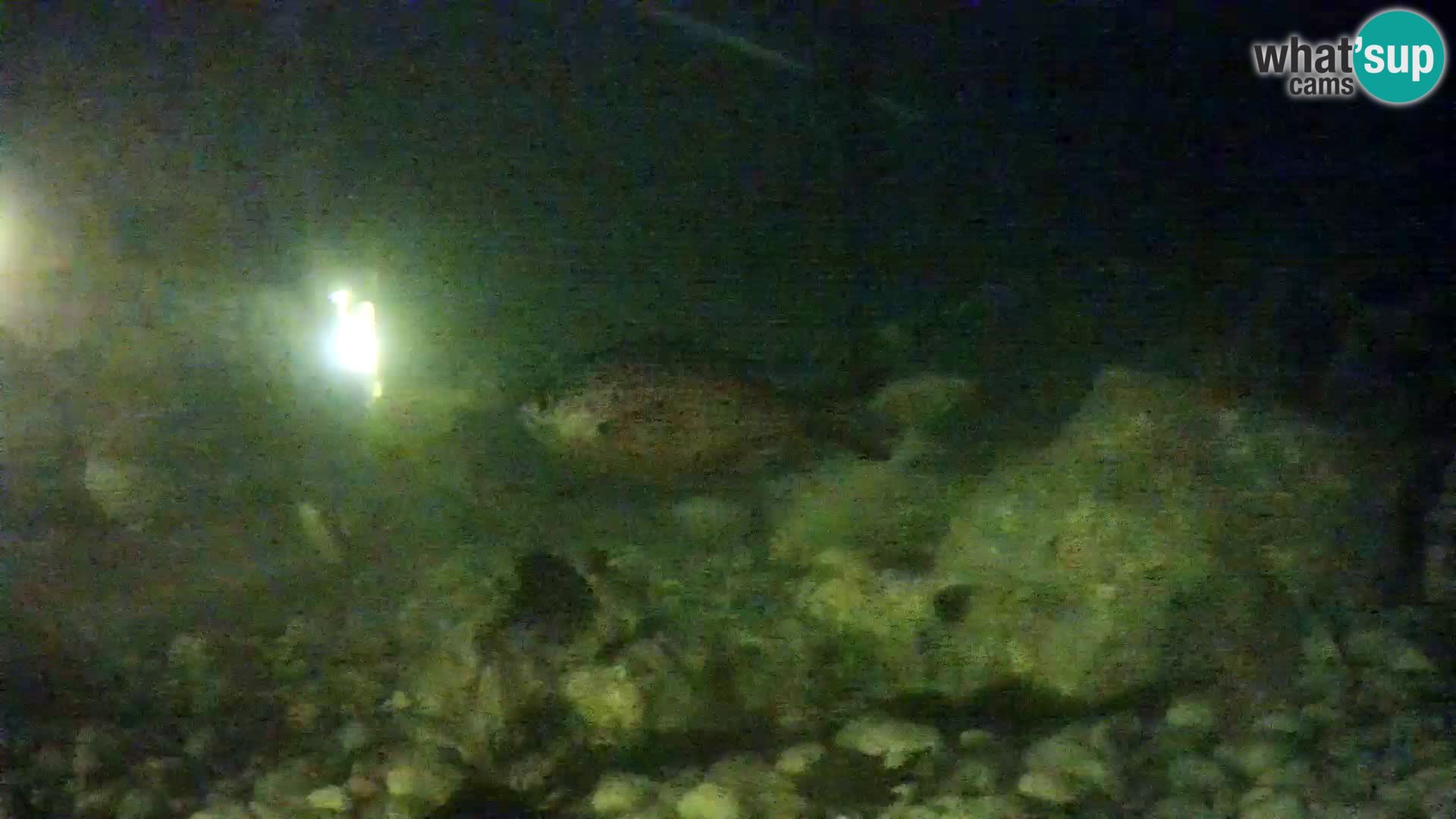 Outdoor Marine Aquarium Rogoznica webcam Croatia