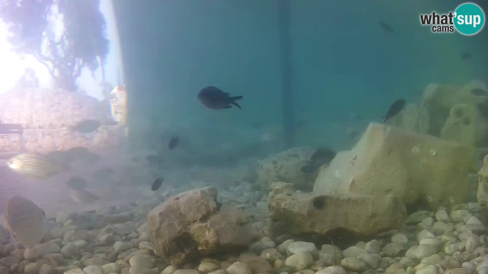 Outdoor Marine Aquarium Rogoznica webcam Croatia