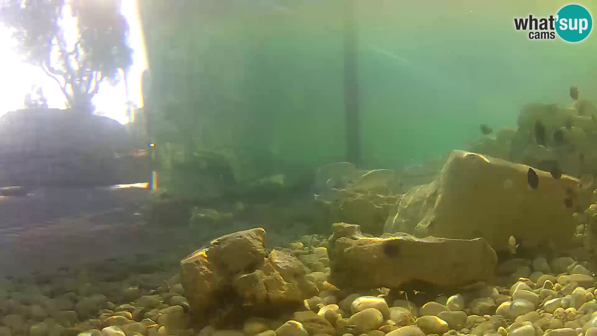 Outdoor Marine Aquarium Rogoznica webcam Croatia