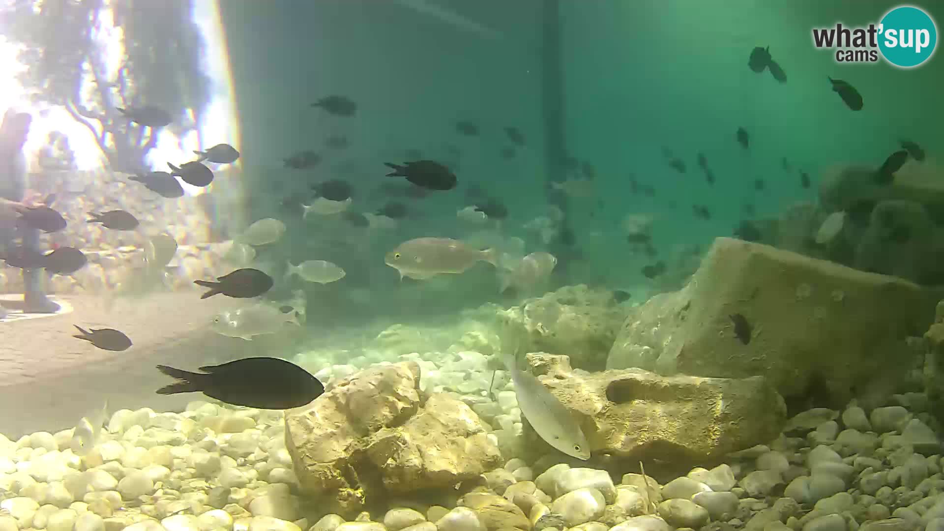 Aquario marino esterno –  Rogoznica livecam Croazia