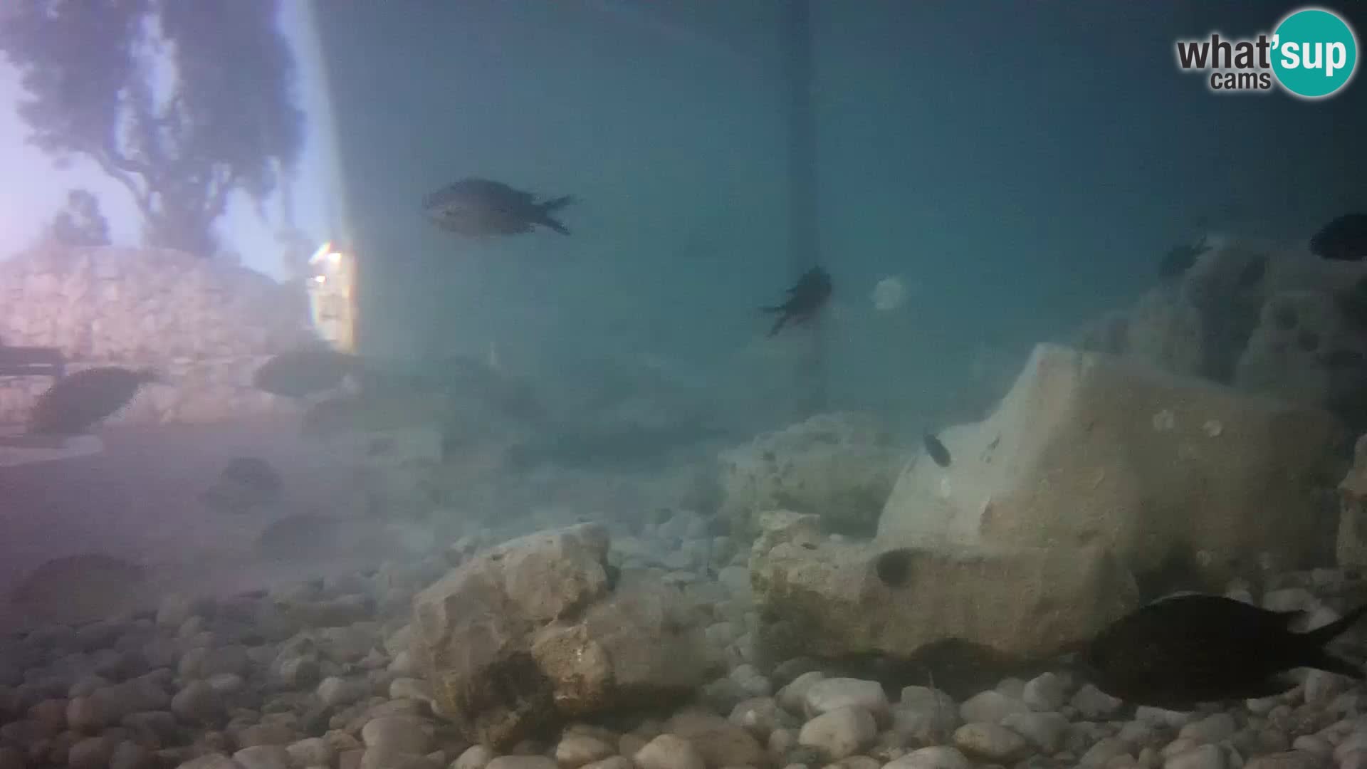 Marine Aquarium im Freien Rogoznica webcam Kroatien