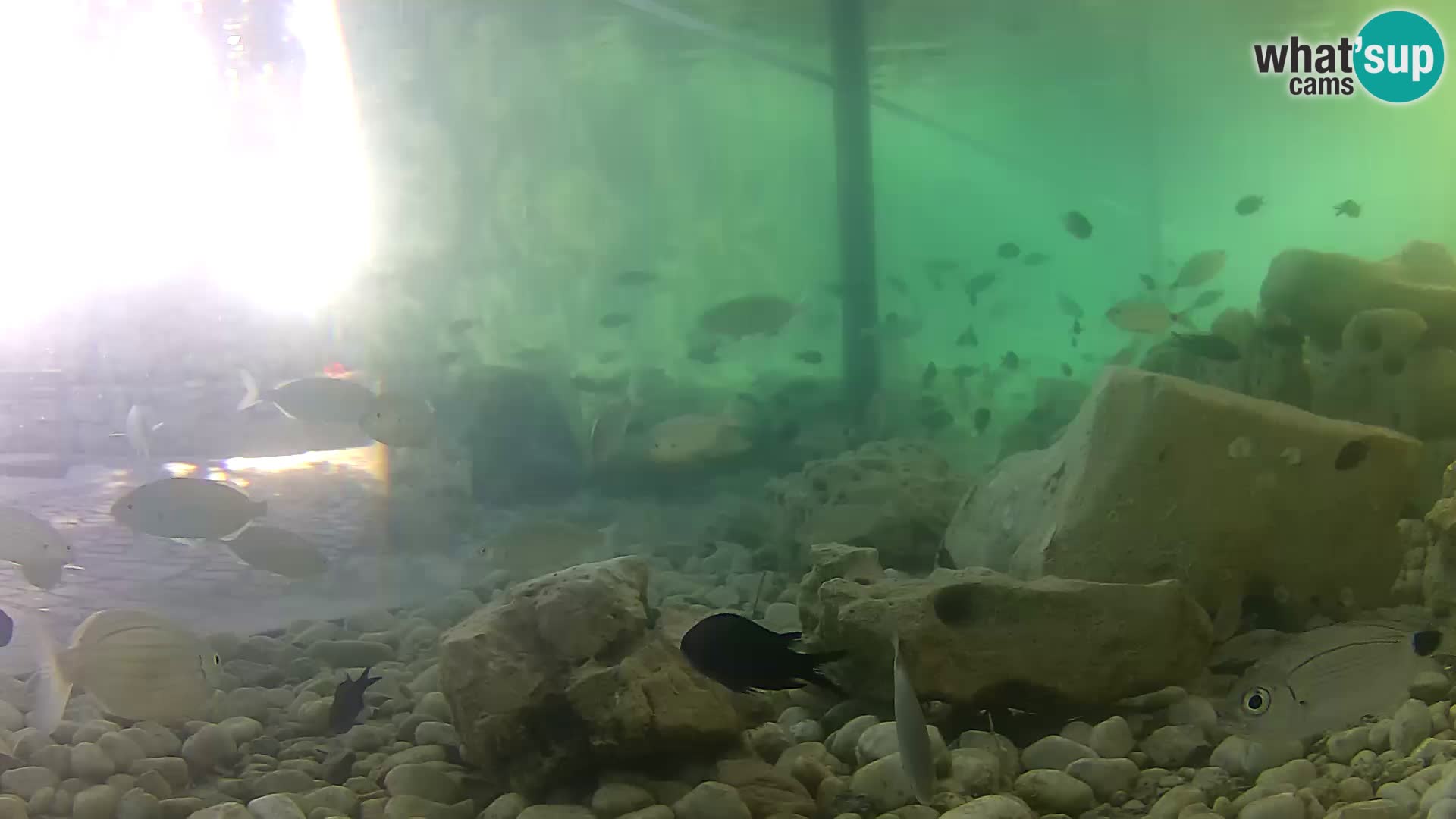 Zunanji morski akvarij Rogoznica spletna kamera Hrvaška