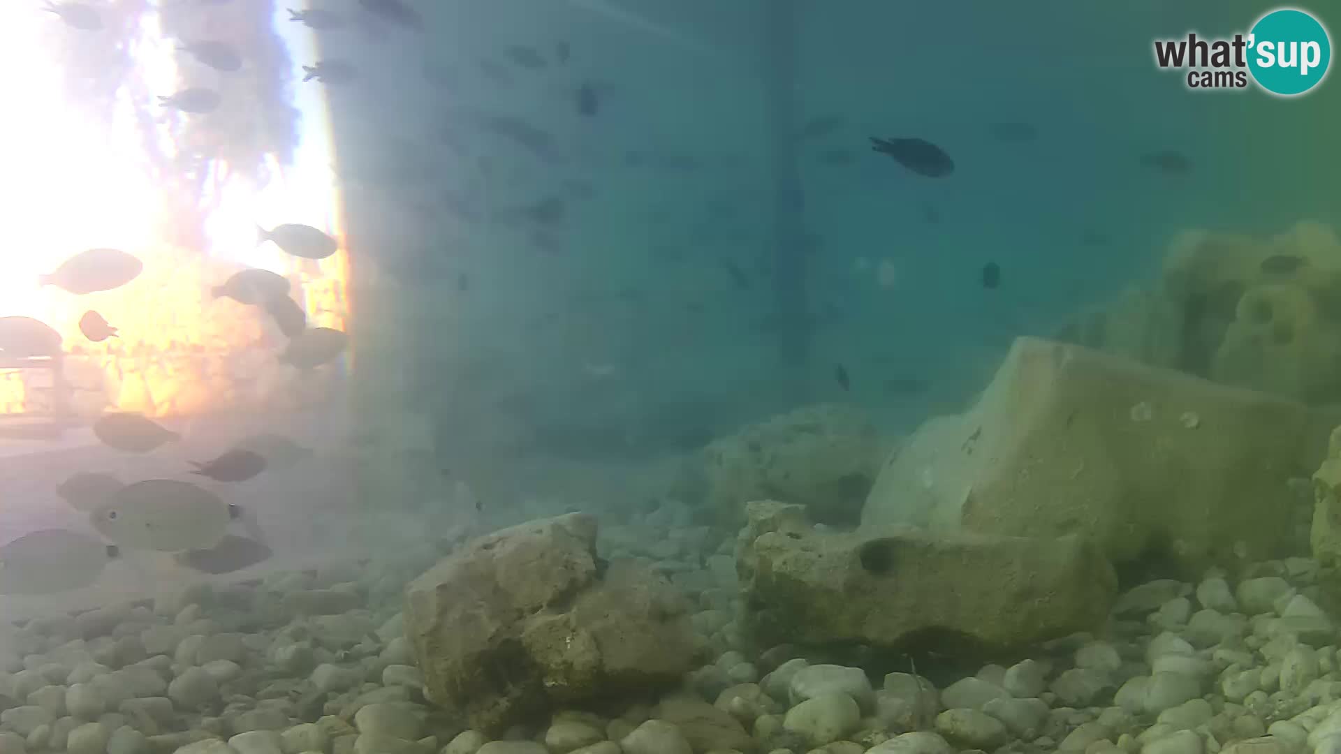 Webcam de l’aquarium marin extérieur de Rogoznica Croatie