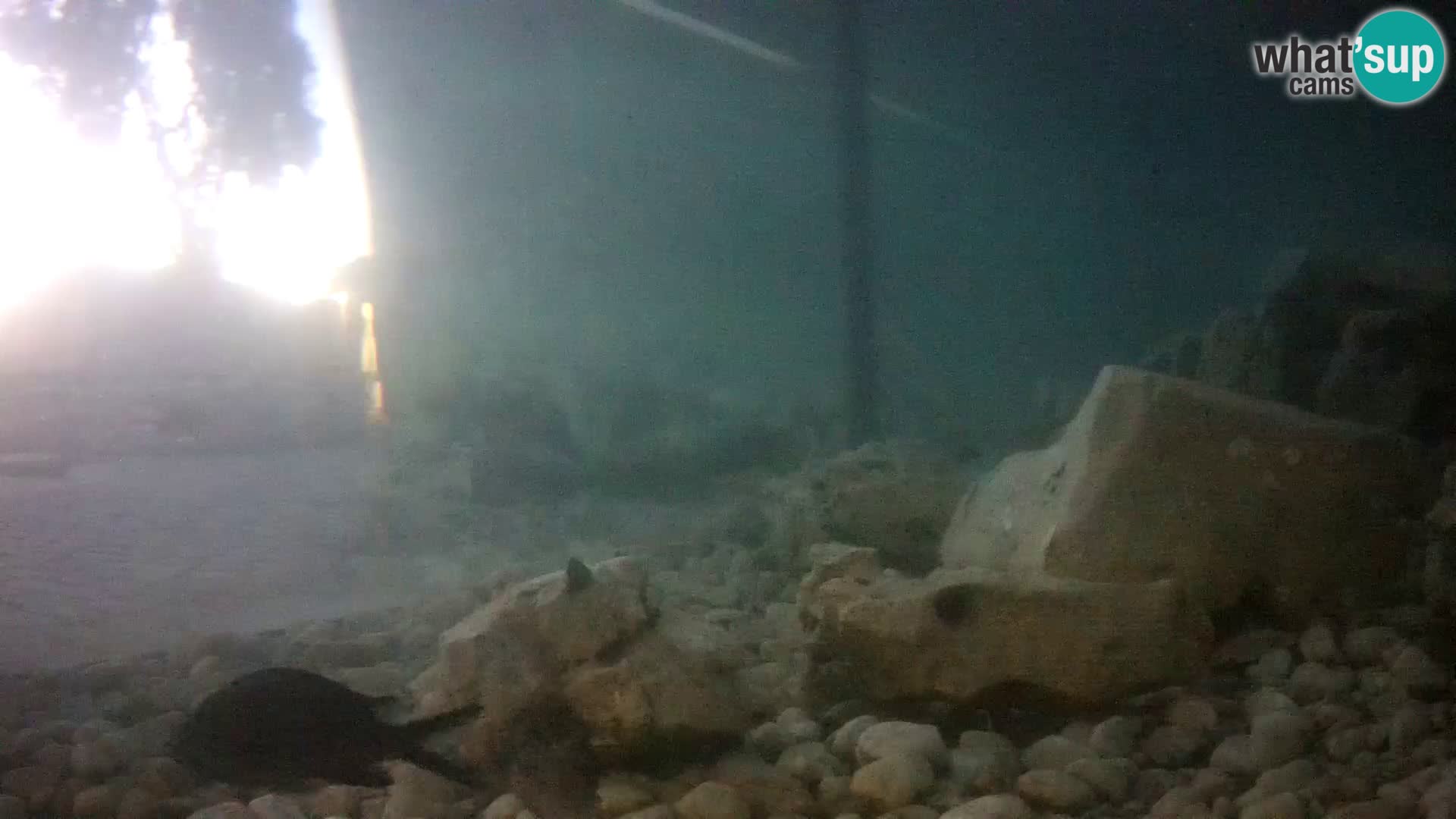 Aquario marino esterno –  Rogoznica livecam Croazia