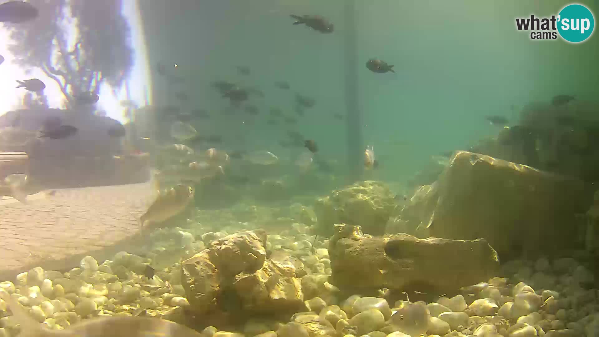 Webcam de l’aquarium marin extérieur de Rogoznica Croatie