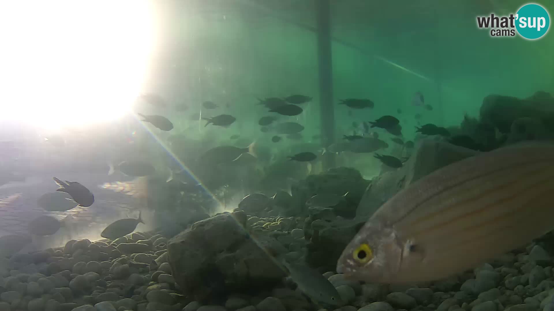 Webcam de l’aquarium marin extérieur de Rogoznica Croatie