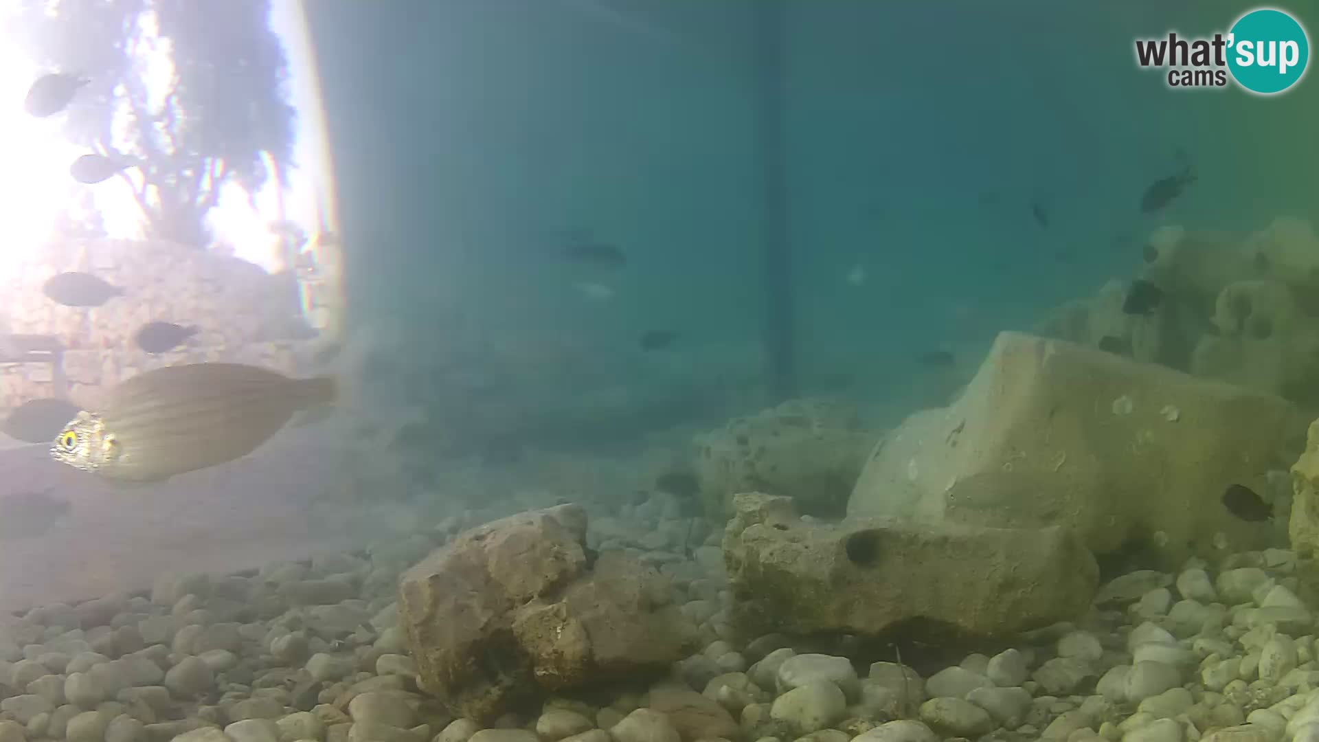 Outdoor Marine Aquarium Rogoznica webcam Croatia