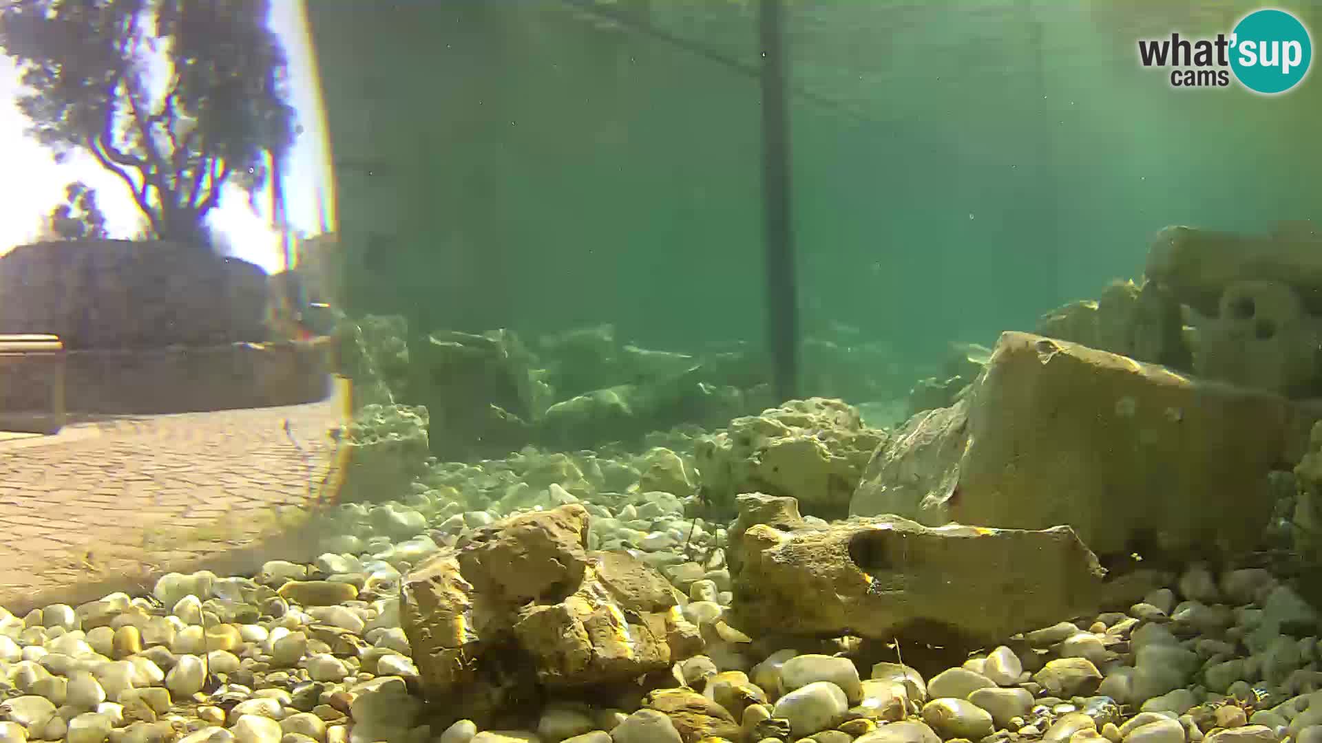Webcam de l’aquarium marin extérieur de Rogoznica Croatie