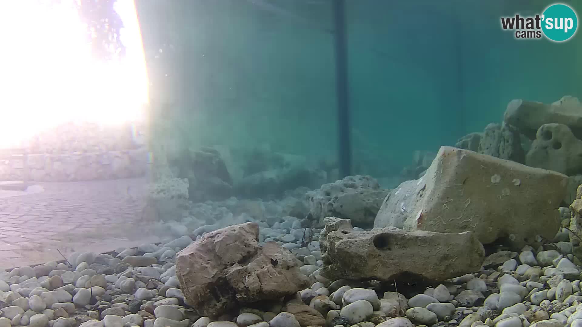 Zunanji morski akvarij Rogoznica spletna kamera Hrvaška