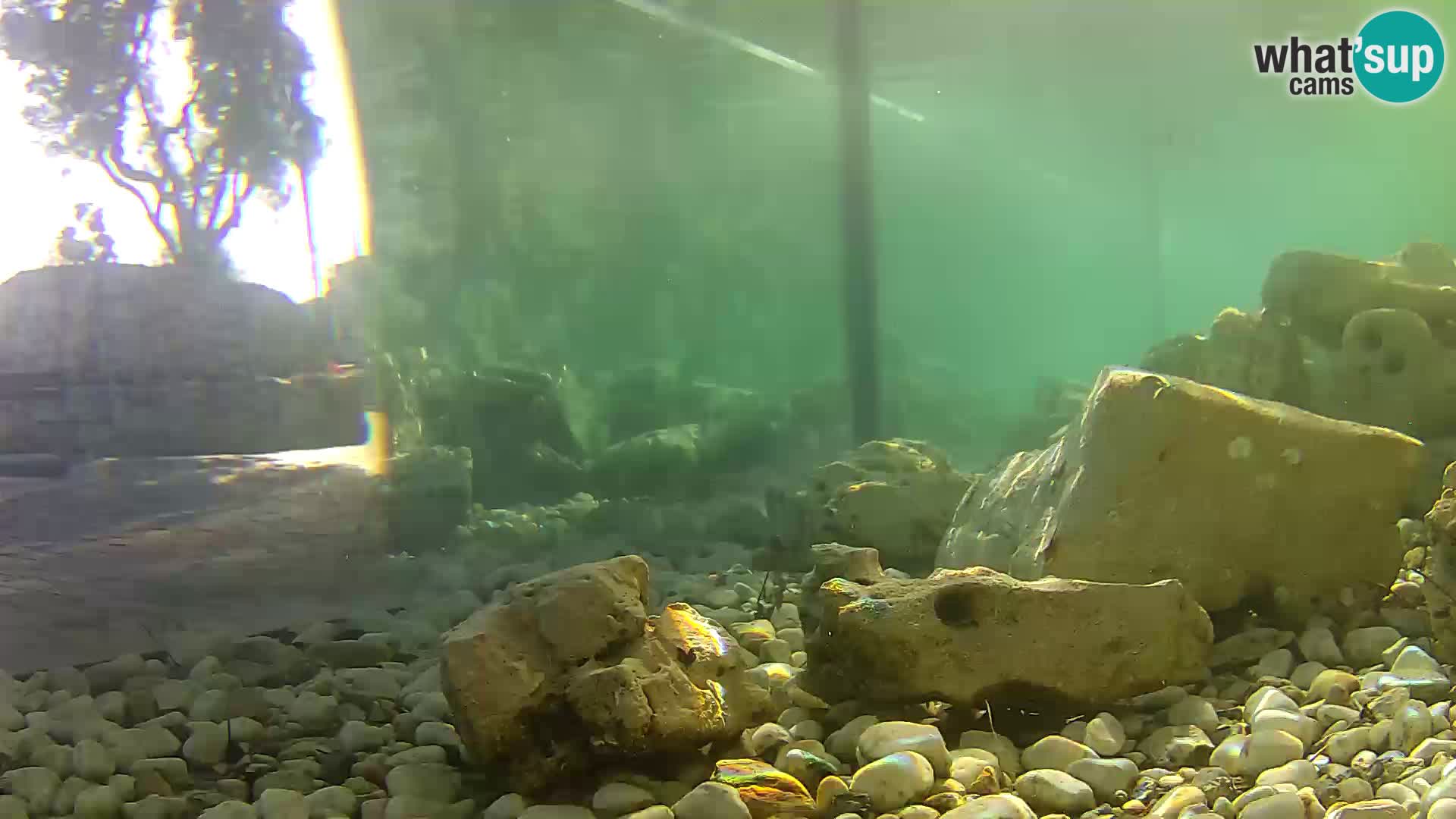 Webcam de l’aquarium marin extérieur de Rogoznica Croatie