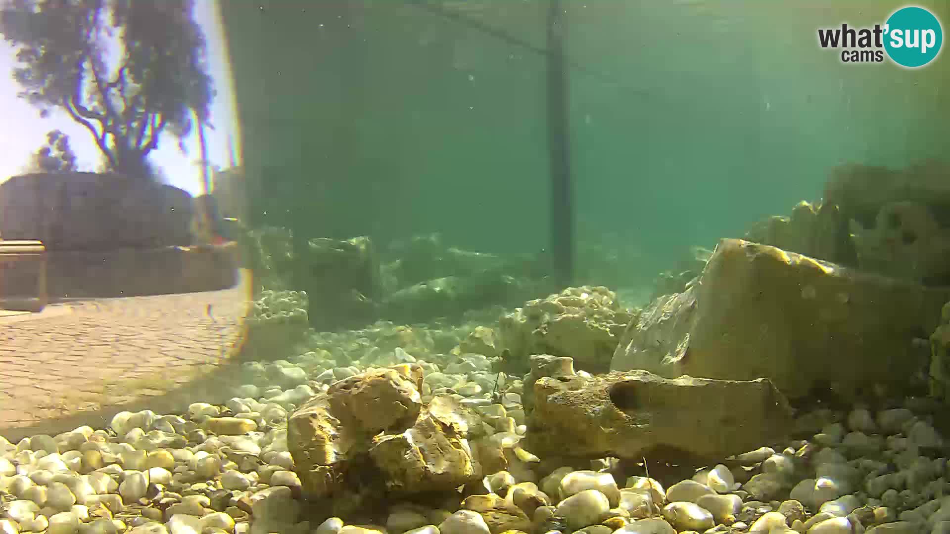Marine Aquarium im Freien Rogoznica webcam Kroatien