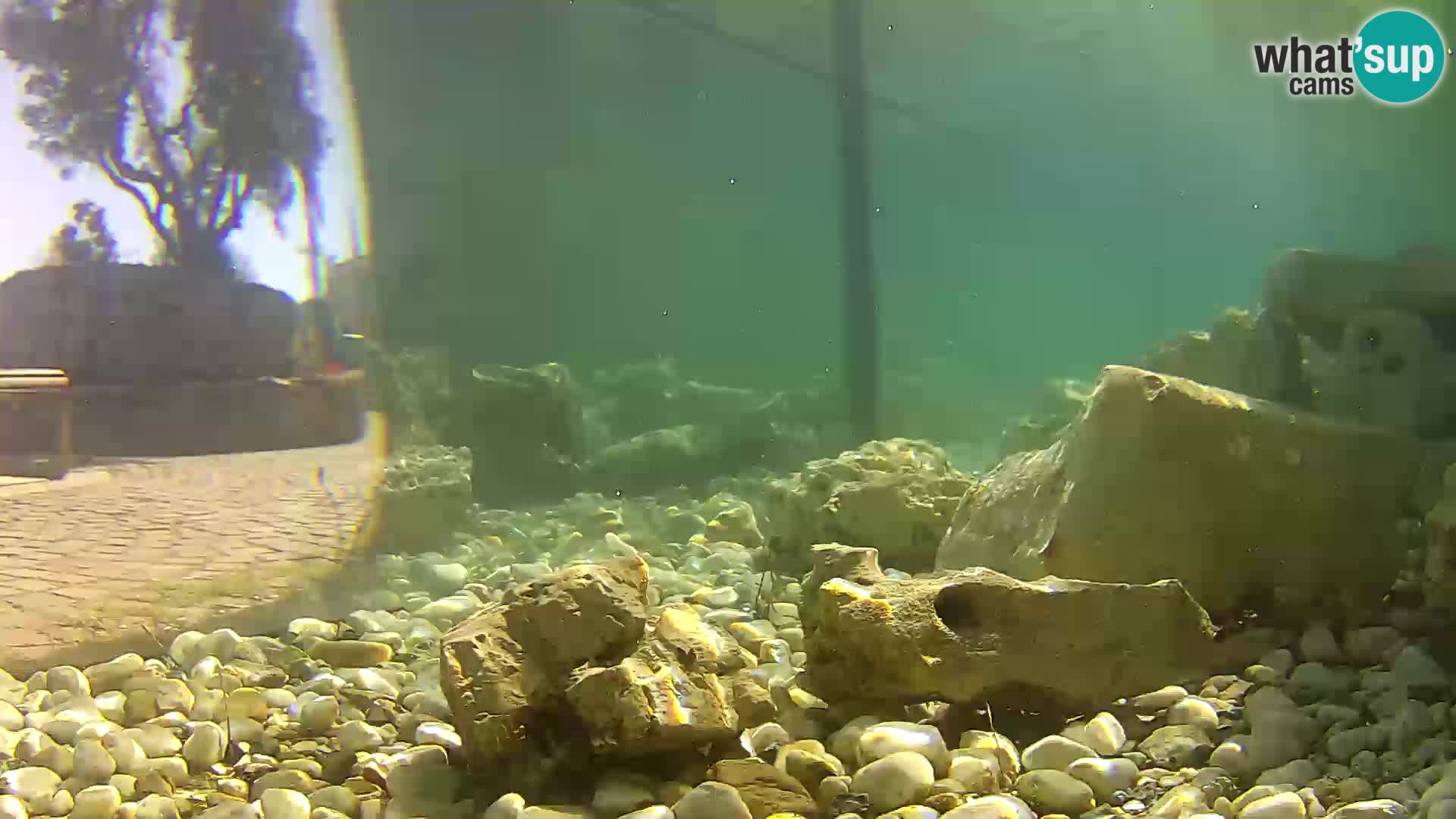 Webcam de l’aquarium marin extérieur de Rogoznica Croatie