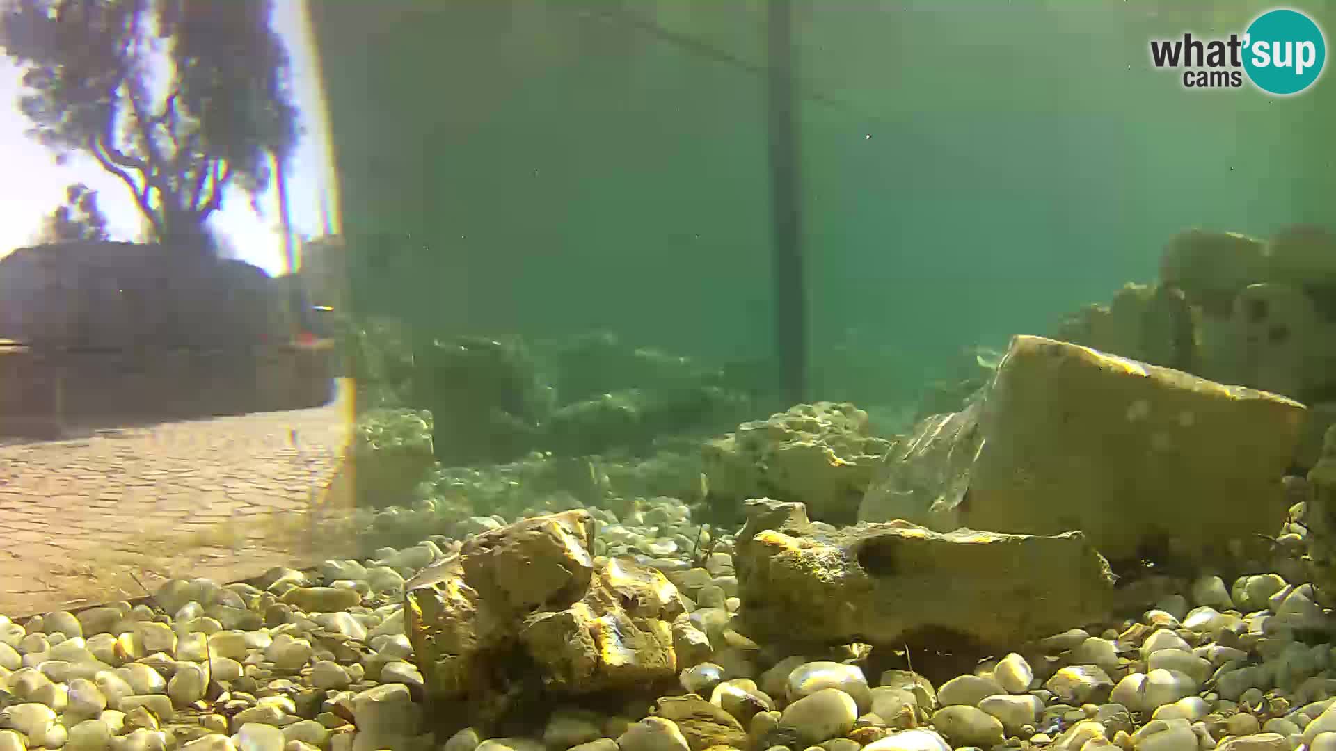 Outdoor Marine Aquarium Rogoznica webcam Croatia
