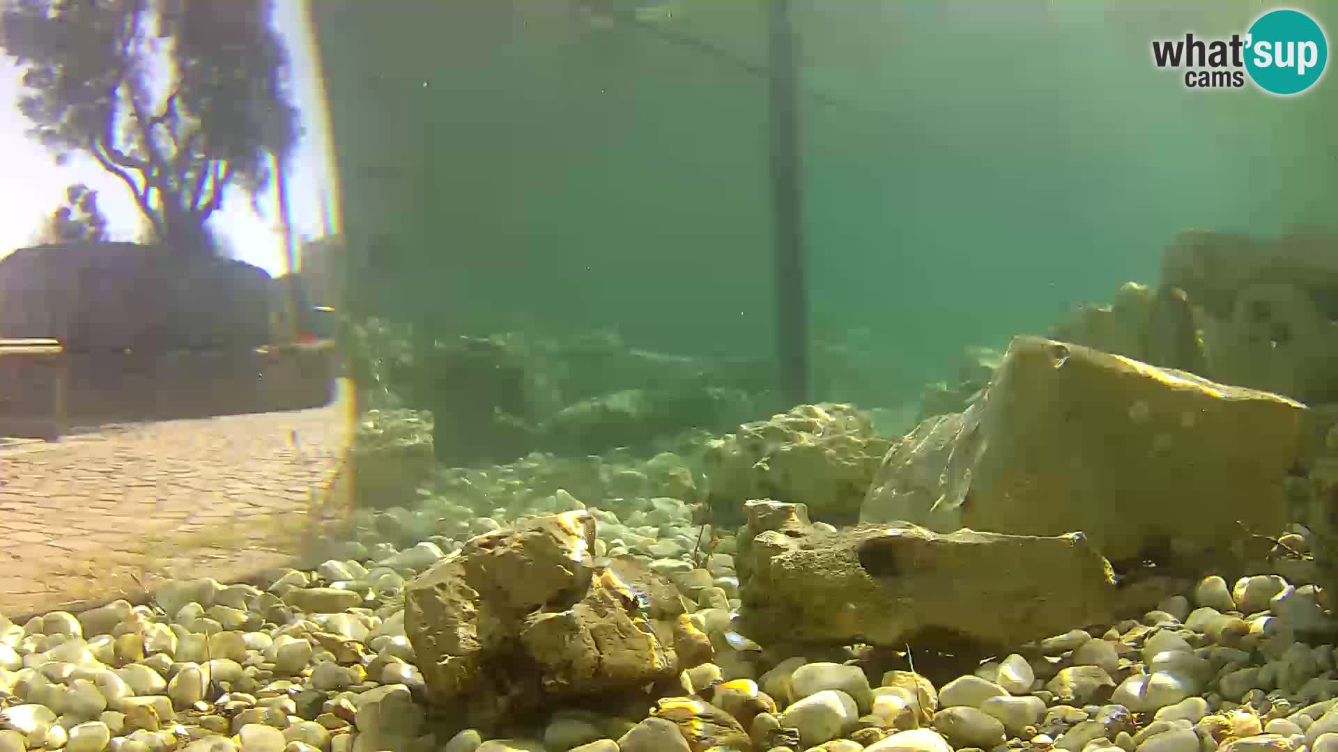 Outdoor Marine Aquarium Rogoznica webcam Croatia