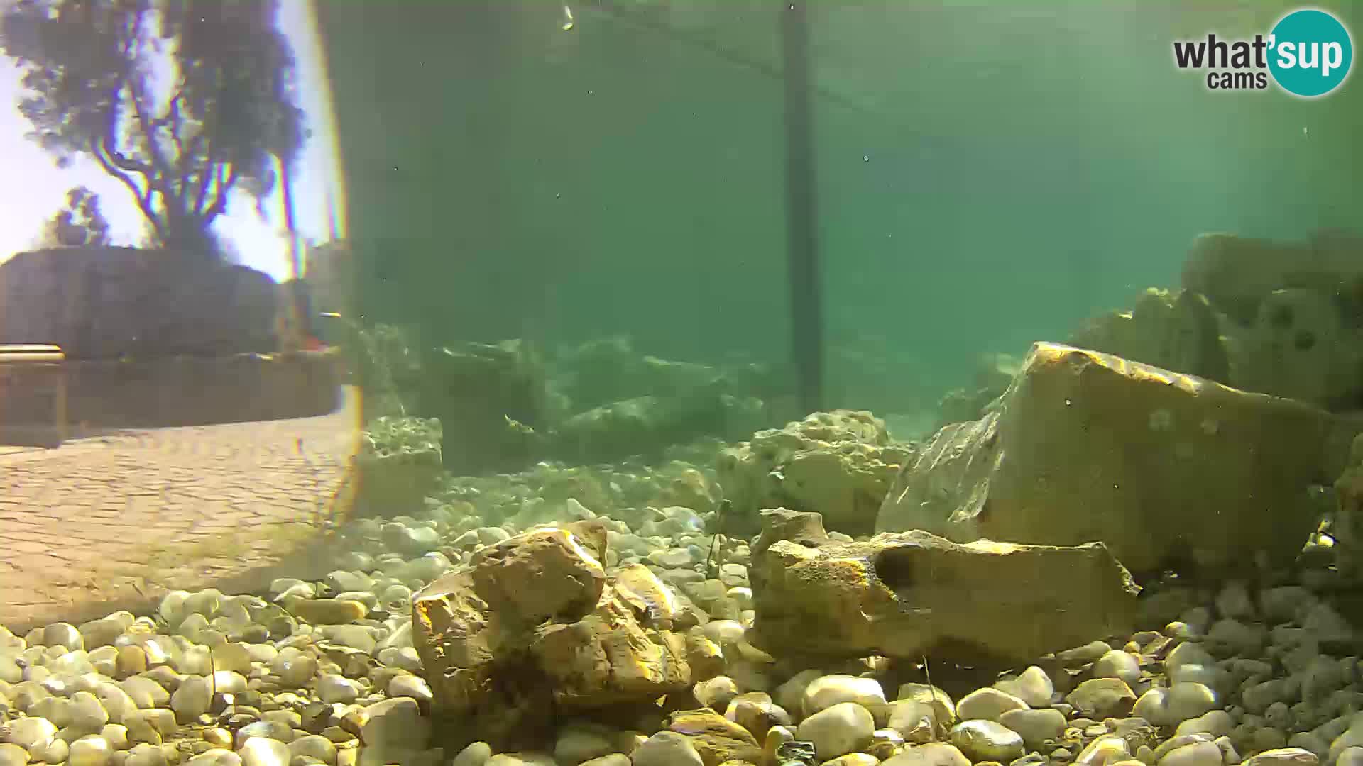 Outdoor Marine Aquarium Rogoznica webcam Croatia