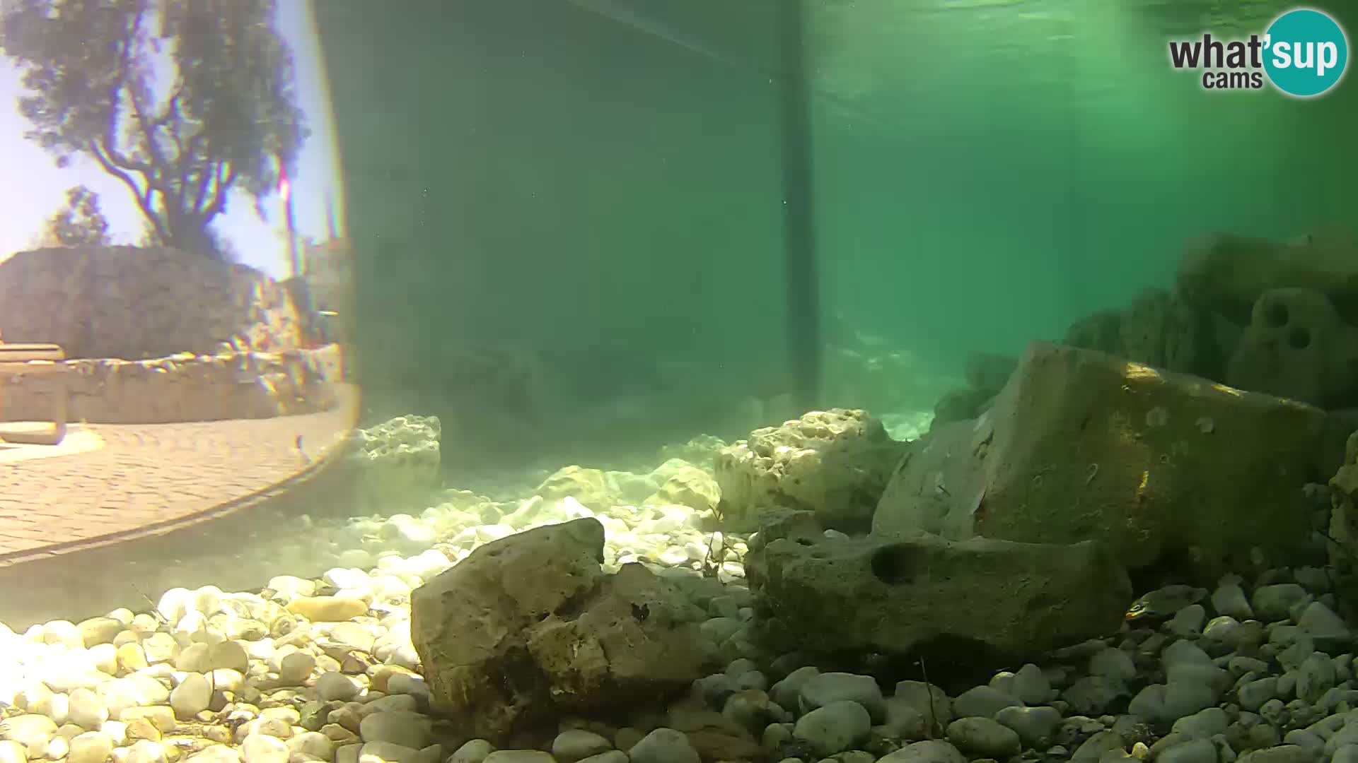 Outdoor Marine Aquarium Rogoznica webcam Croatia