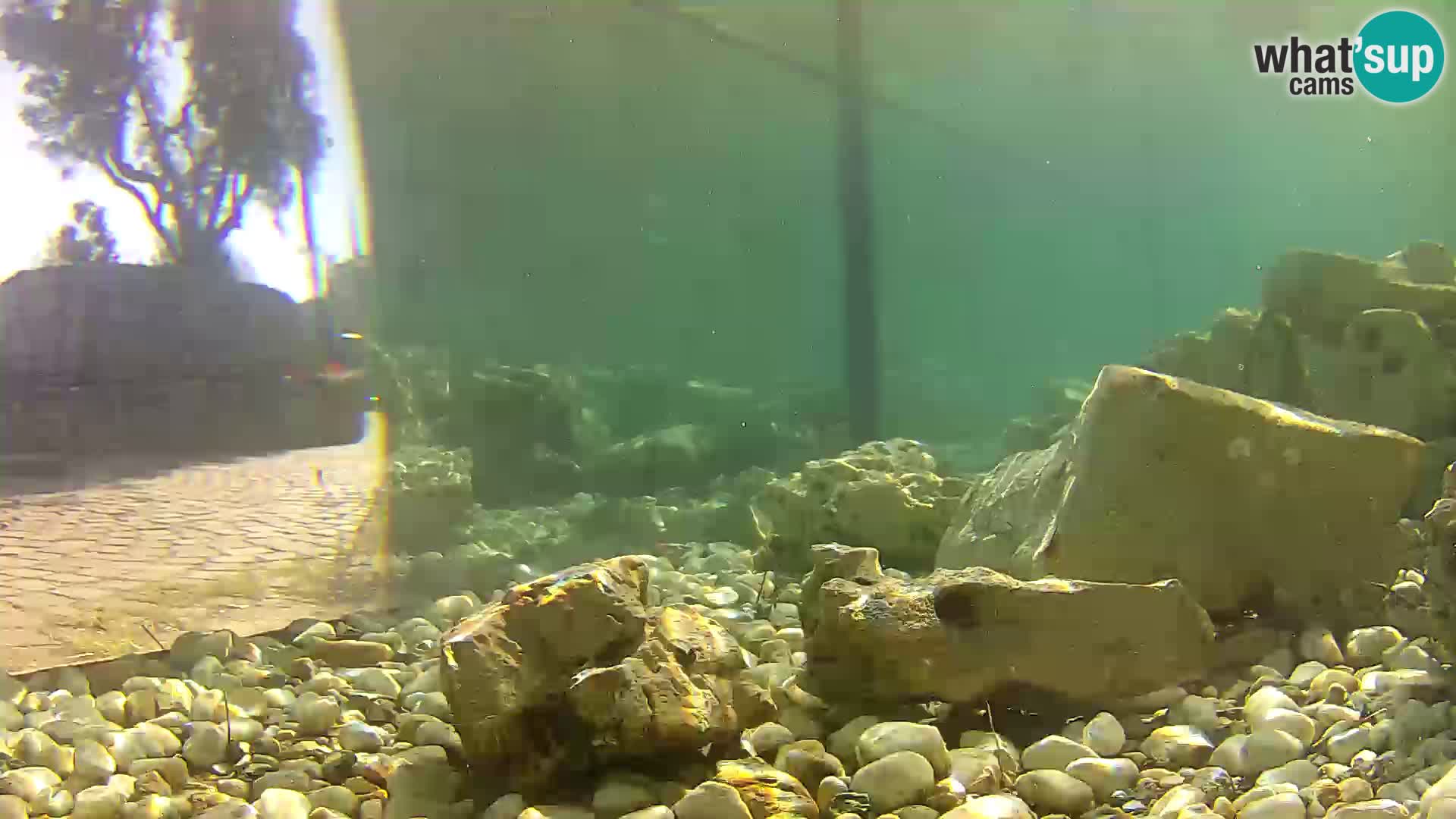 Outdoor Marine Aquarium Rogoznica webcam Croatia