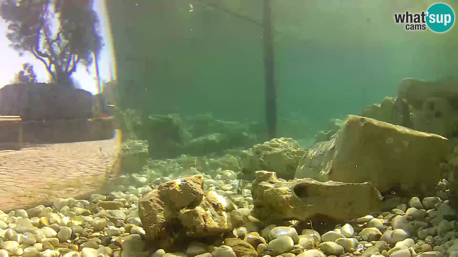 Acuario marino al aire libre Rogoznica webcam Croacia