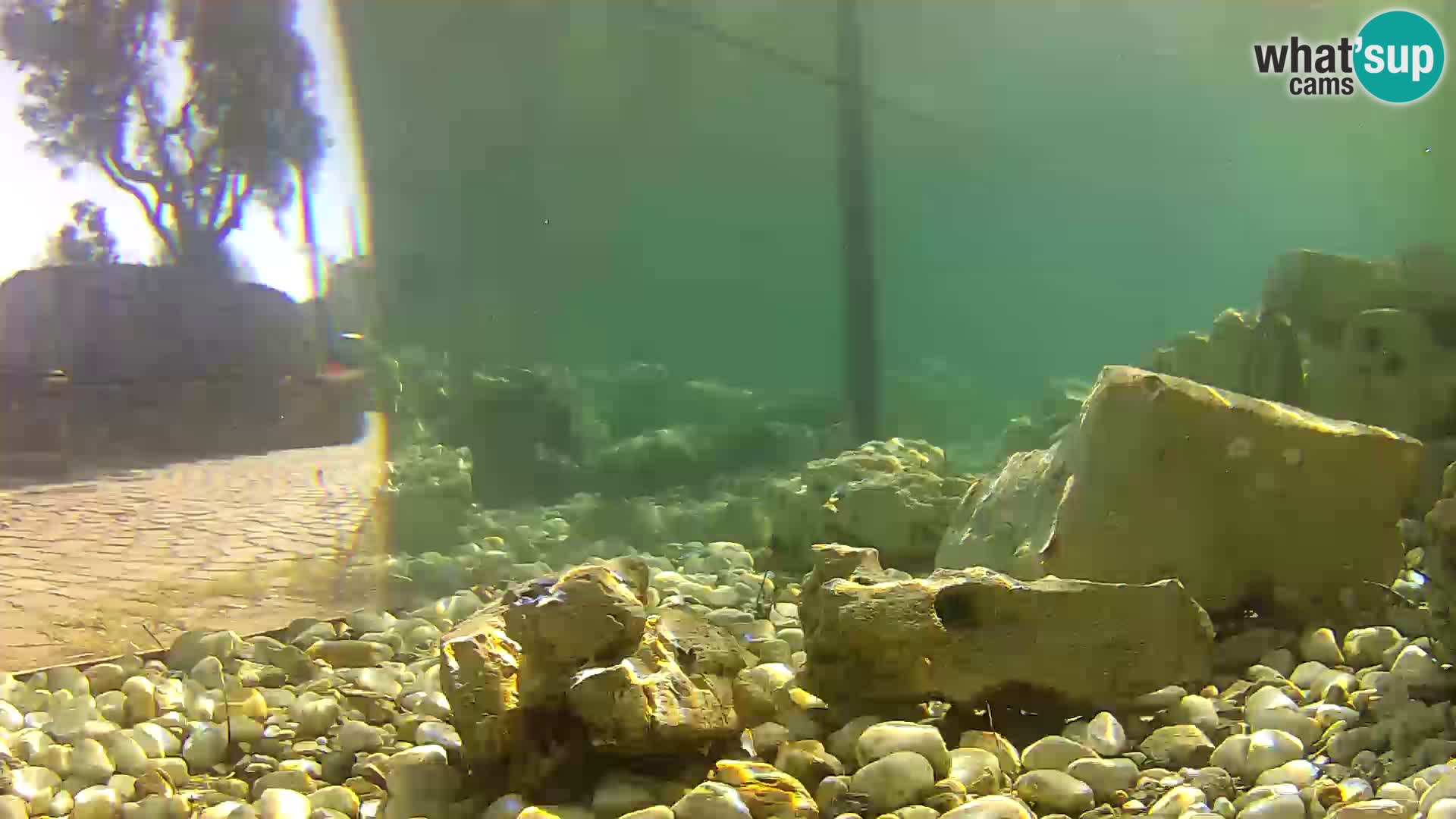 Outdoor Marine Aquarium Rogoznica webcam Croatia