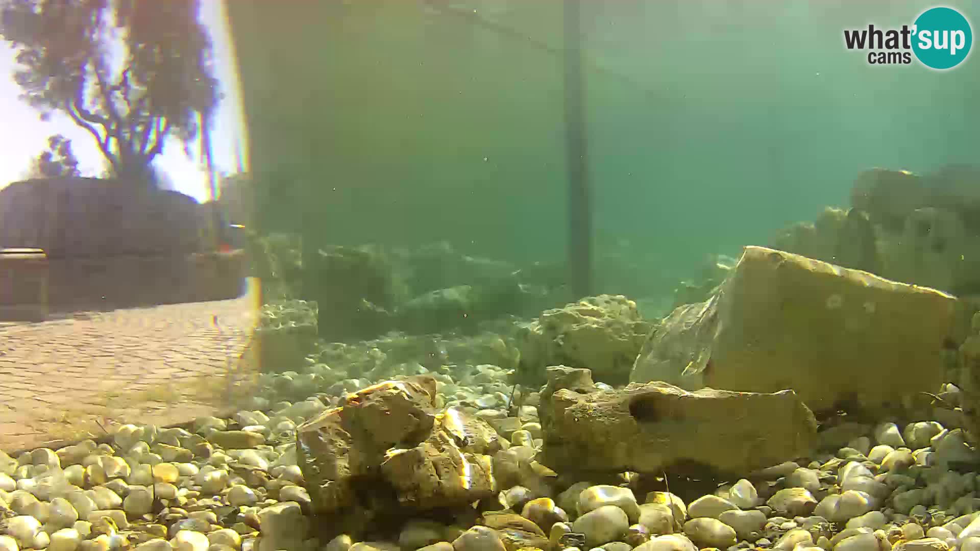 Outdoor Marine Aquarium Rogoznica webcam Croatia